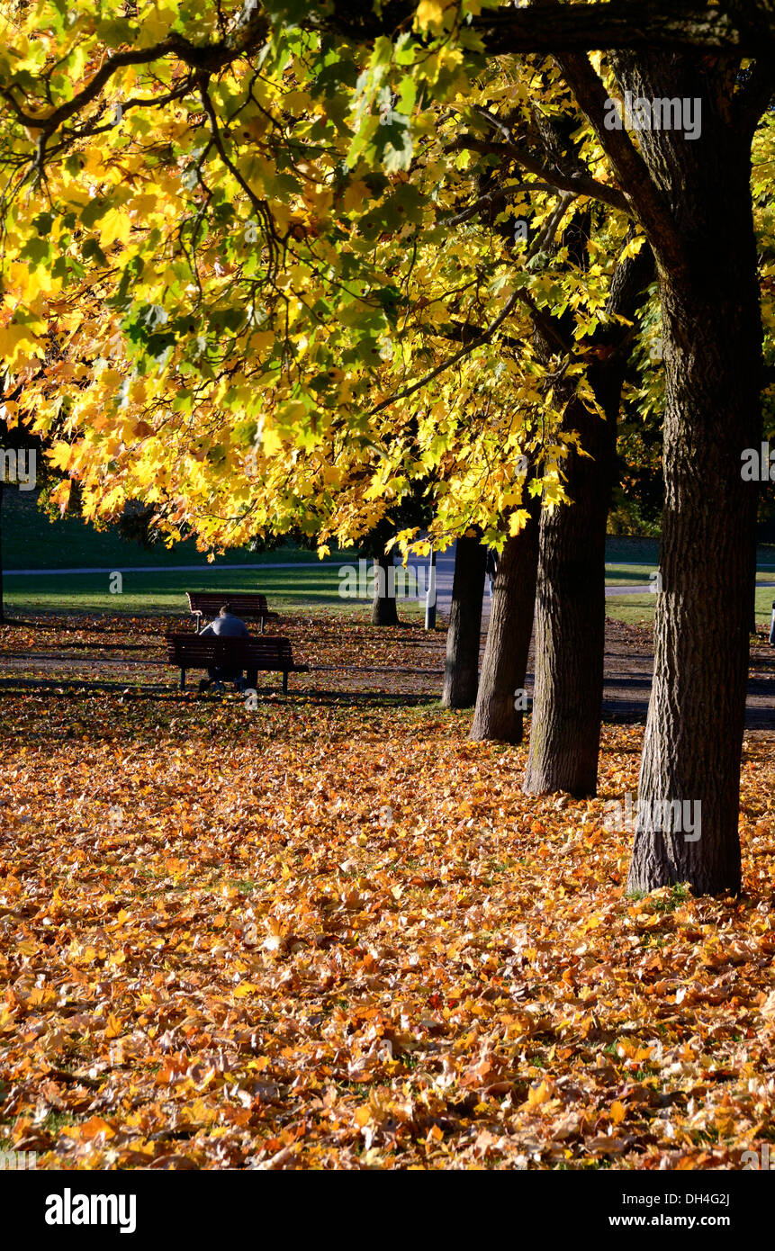 Autumn colours on trees in Frogner Park, home to Vigeland Sculpture Park, Oslo, Norway Stock Photo