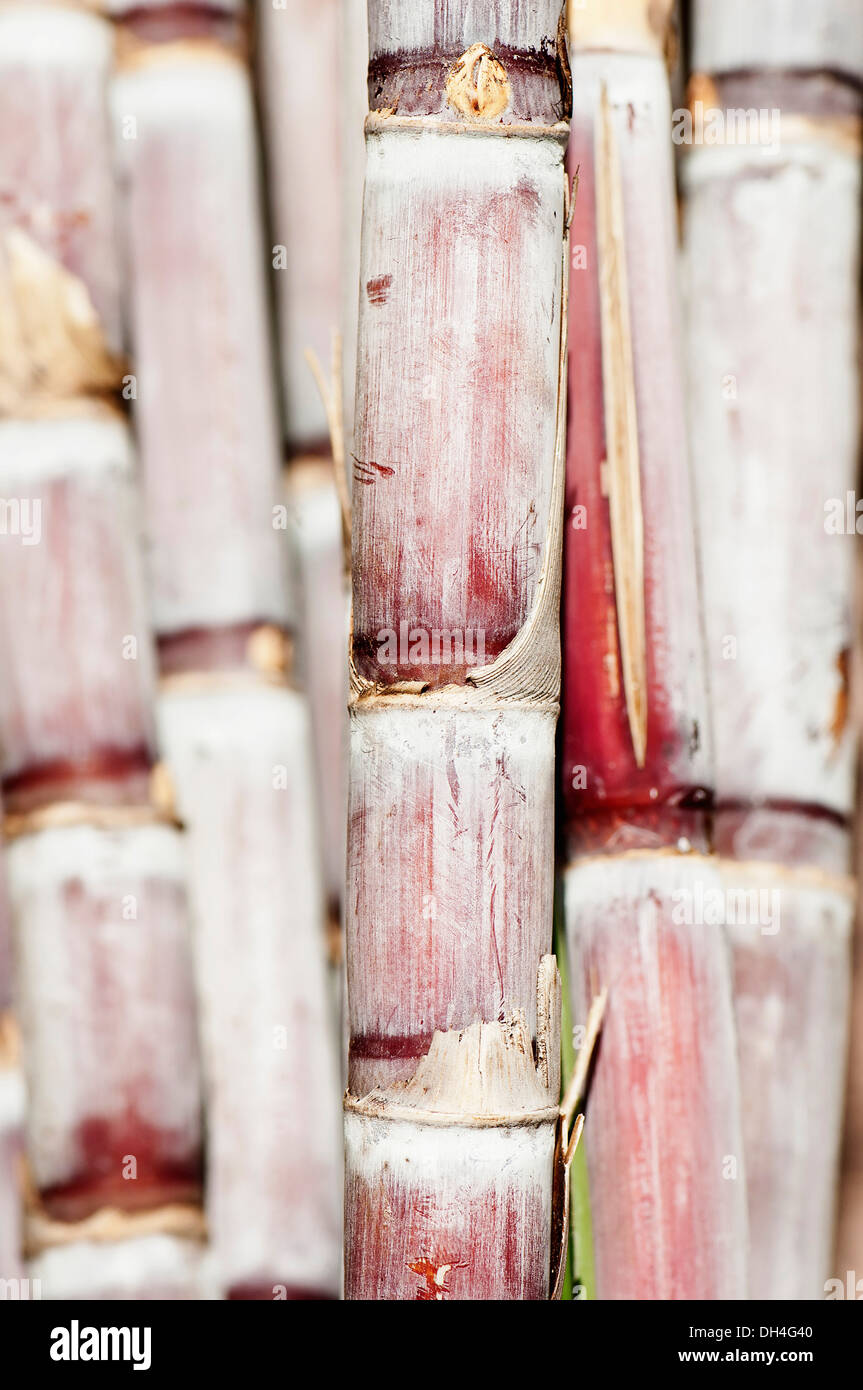 Sugar cane, Saccharum officinarum. Close cropped view of                 thick, pink coloured stems of sugar cane. Stock Photo