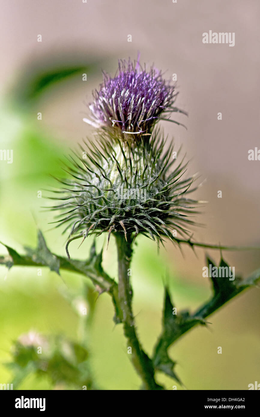 Thistle, Onopordum acanthium. Scotch or Cotton thistle single flower stem with spiny leaves, base of flower and bracts. Stock Photo