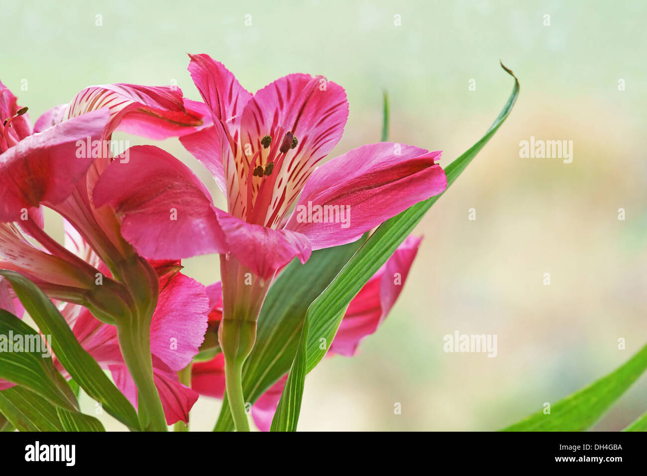 Alstroemeria with pink funnel shaped flowers streaked darker pink at throat. Stock Photo