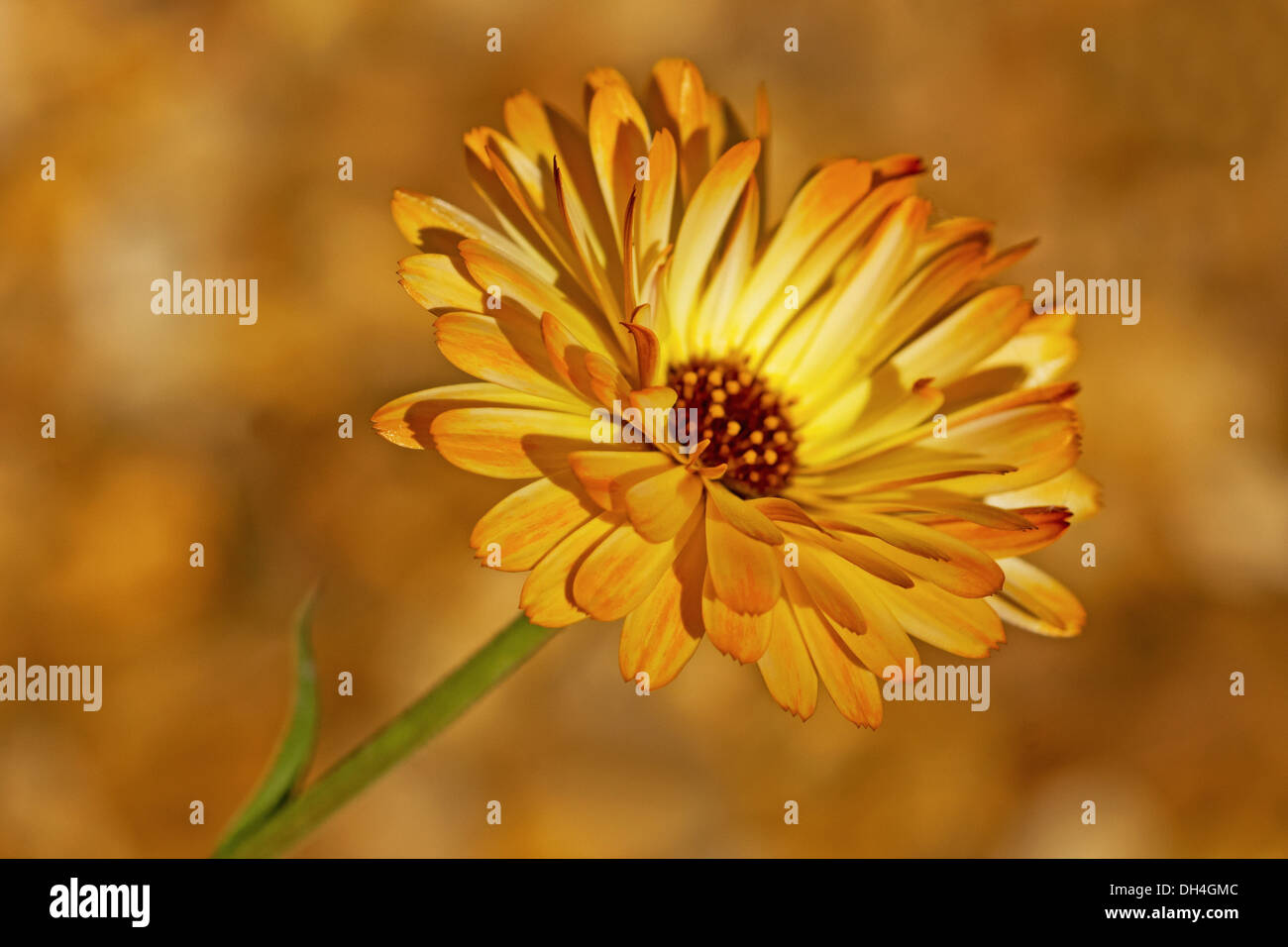 Marigold, Calendula officinalis Sherbet fizz. Single, daisy-like flower. Stock Photo