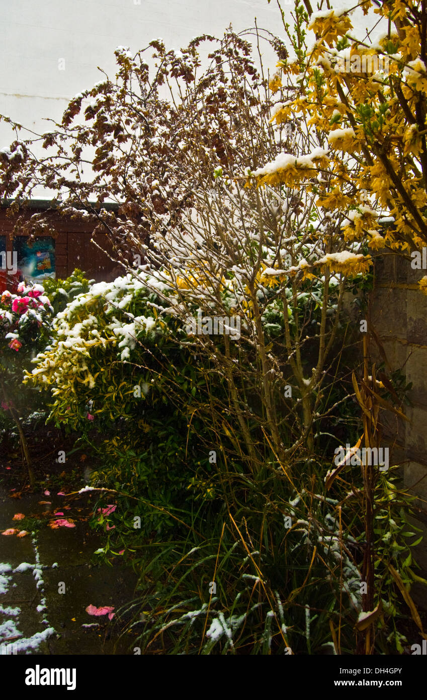 Spring snow fell on the open flowers in the garden Stock Photo