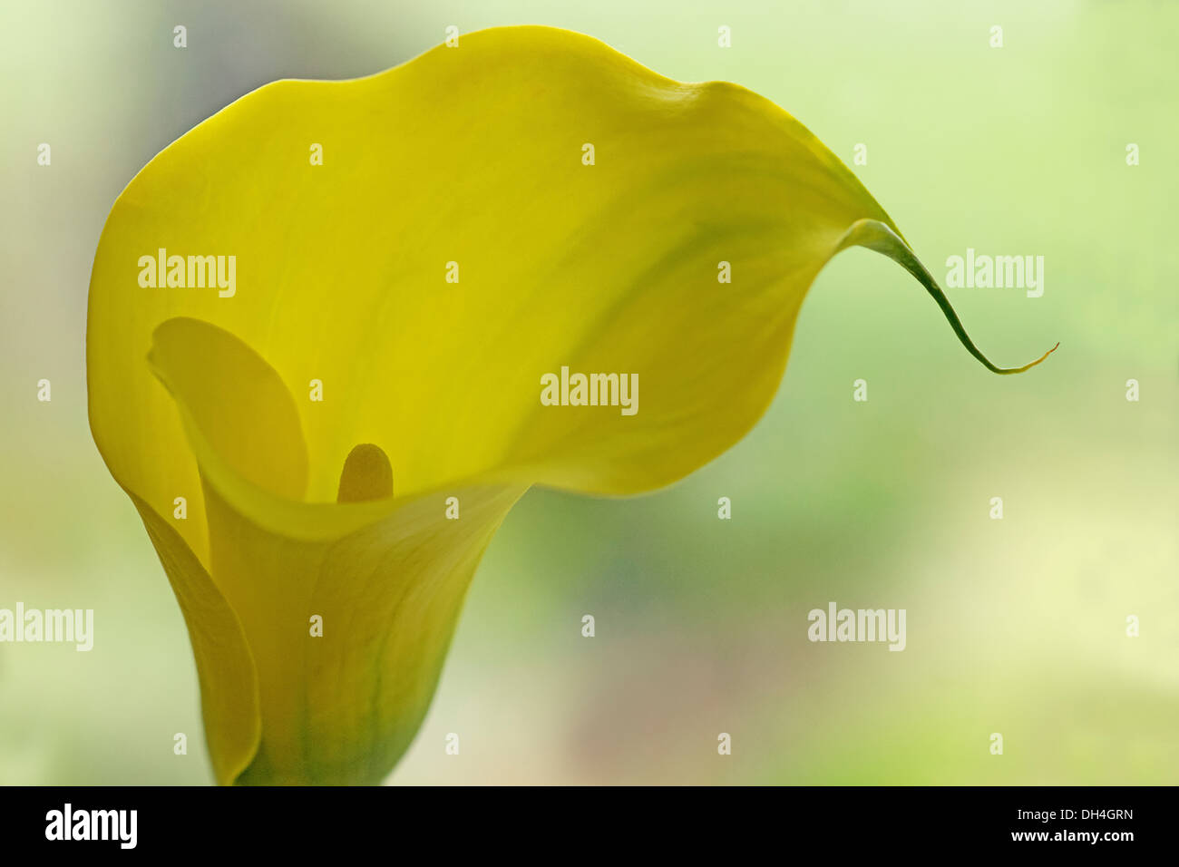 Calla lily. Single funnel shaped flower with yellow spathe and spadix. Stock Photo