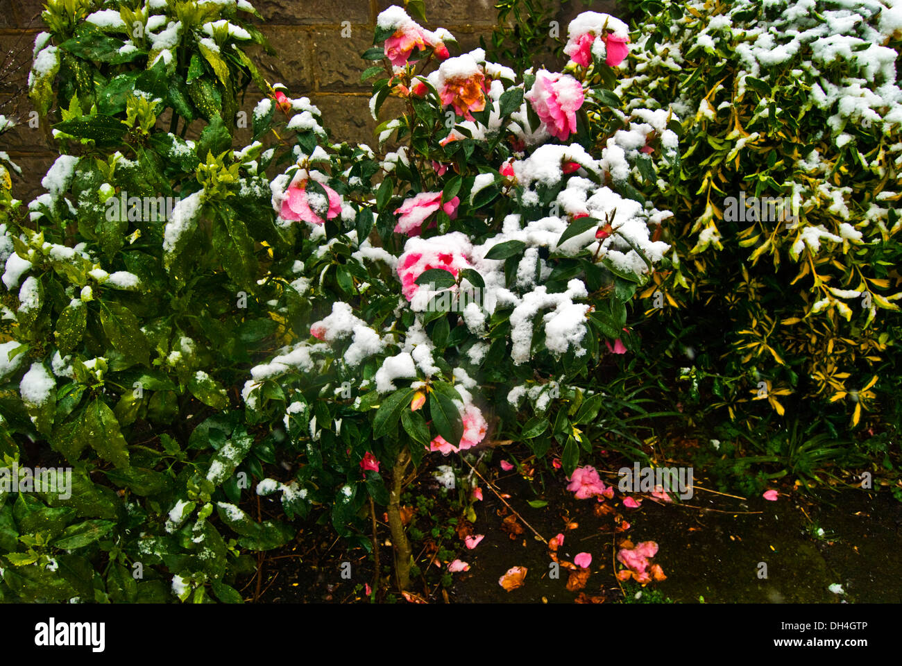 Spring snow fell on the open flowers in the garden Stock Photo