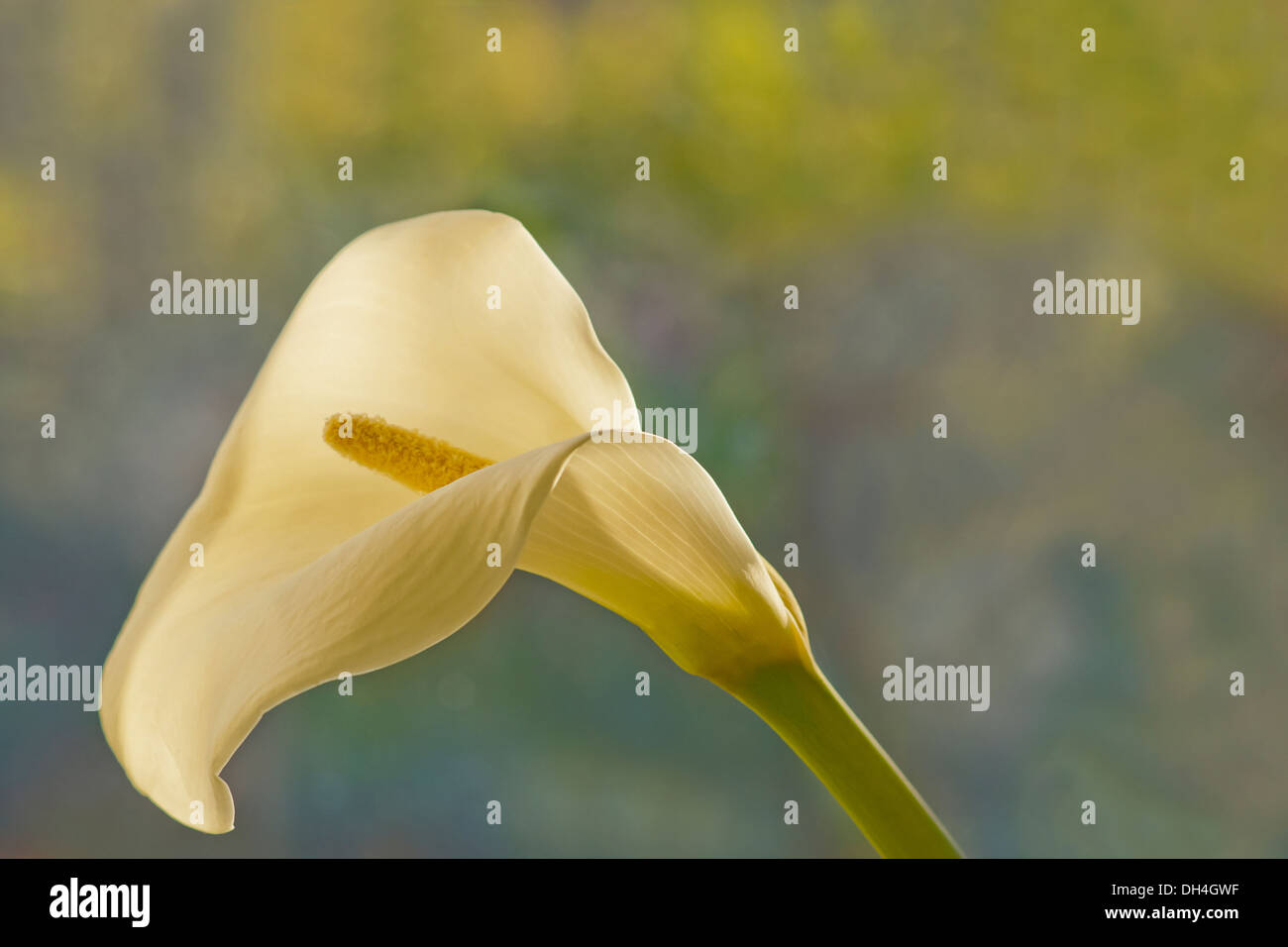 Calla lily. Single funnel shaped flower with white spathe and yellow spadix. Stock Photo