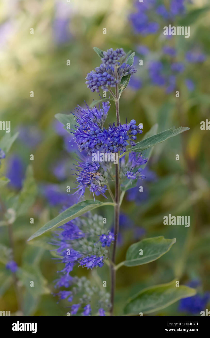 Caryopteris. Single stem in foreground of others with clusters of small blue flowers with prominent stamens and grey green Stock Photo