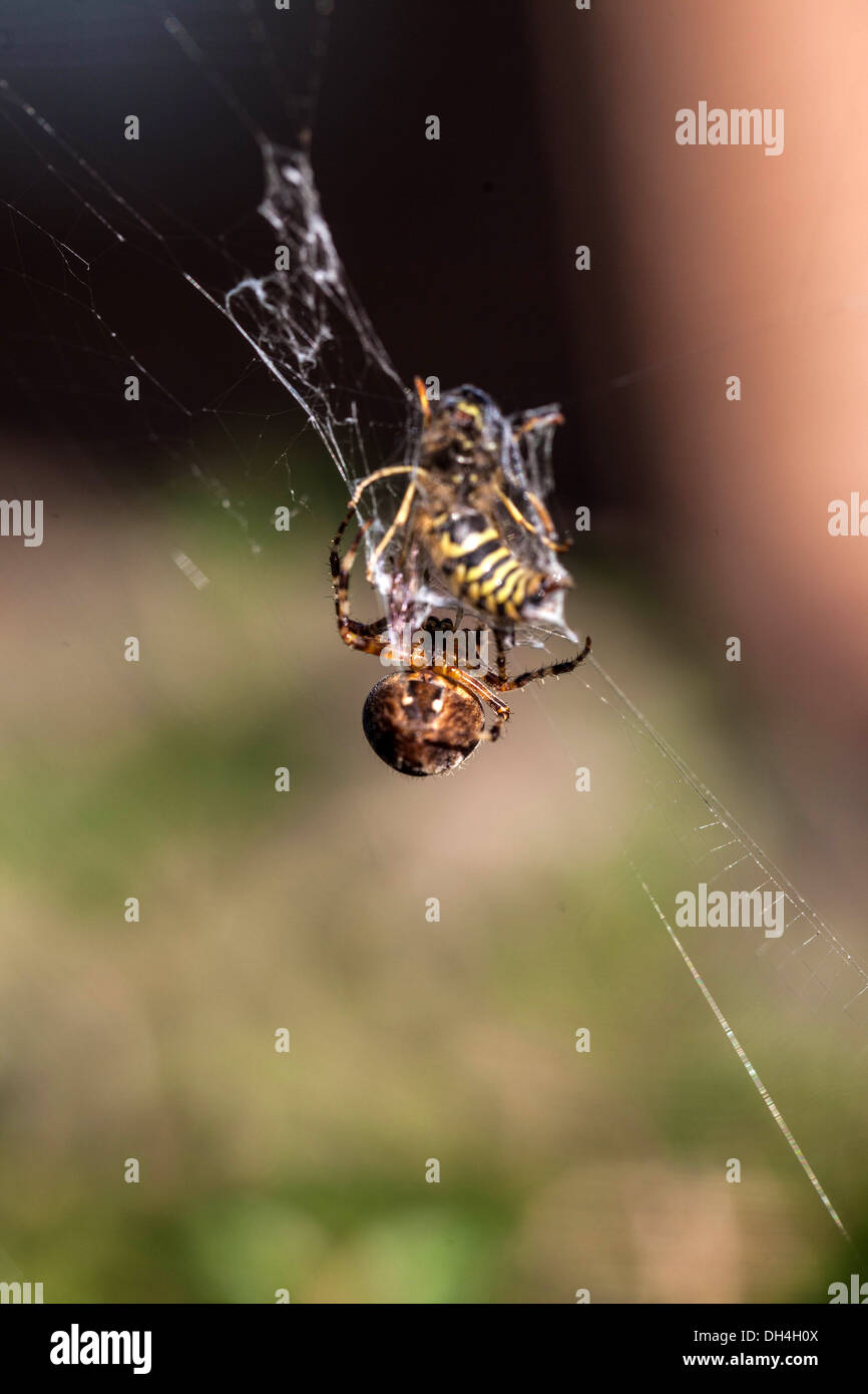 Bee caught in spiderweb spider Stock Photo Alamy