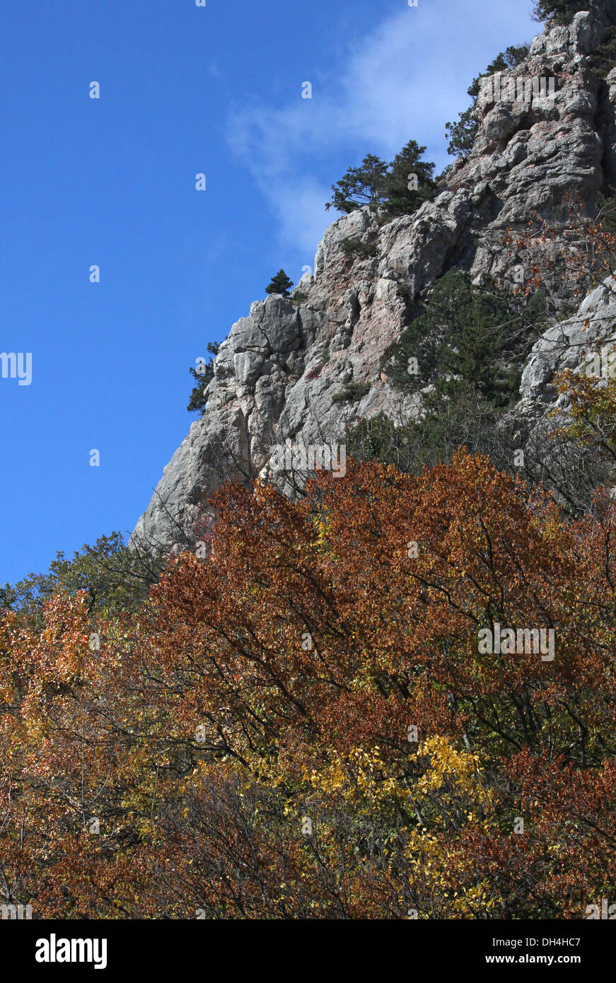 trees in mountains at fall Stock Photo