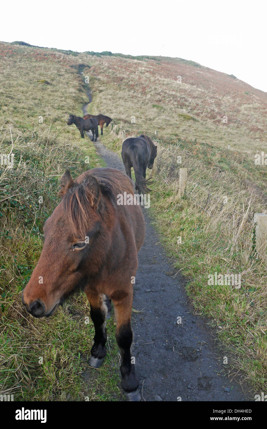Dartmoor ponies on coastal path near Boswinger, Cornwall, England, UK