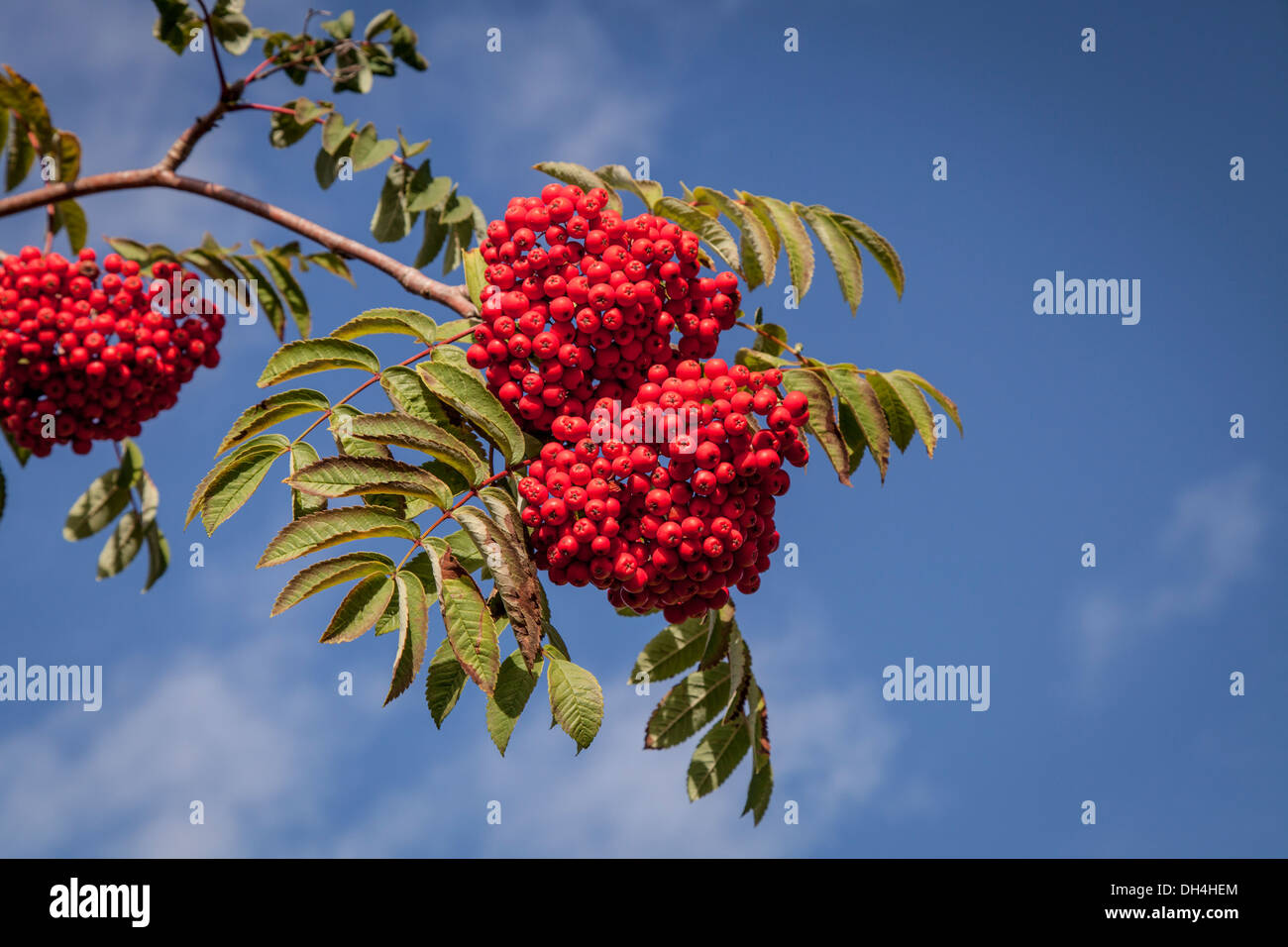 Rowan clusters hi-res stock photography and images - Alamy