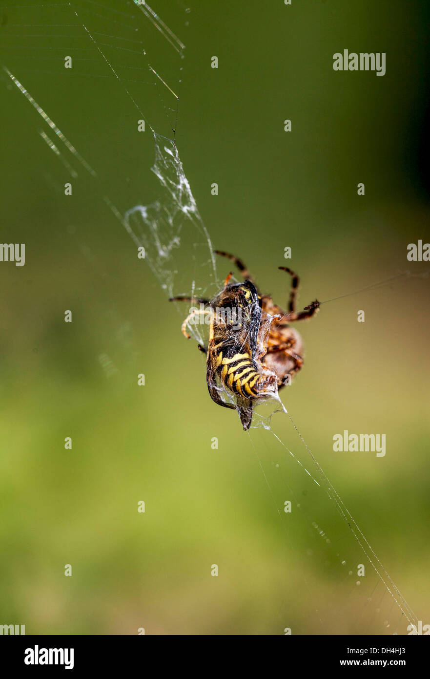 Bee caught in spiderweb Stock Photo