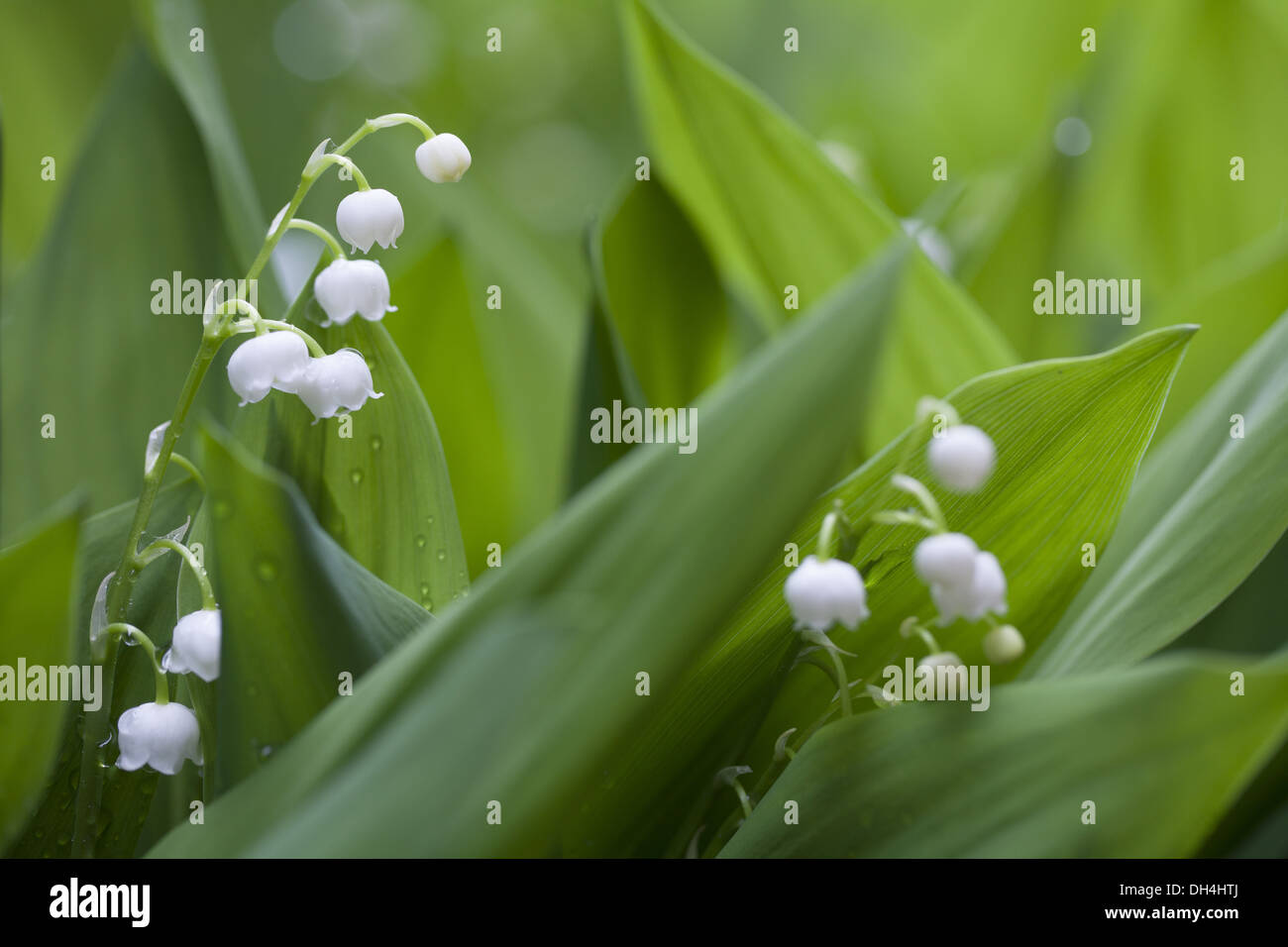 Lily of the Valley (Convallaria majalis) Stock Photo
