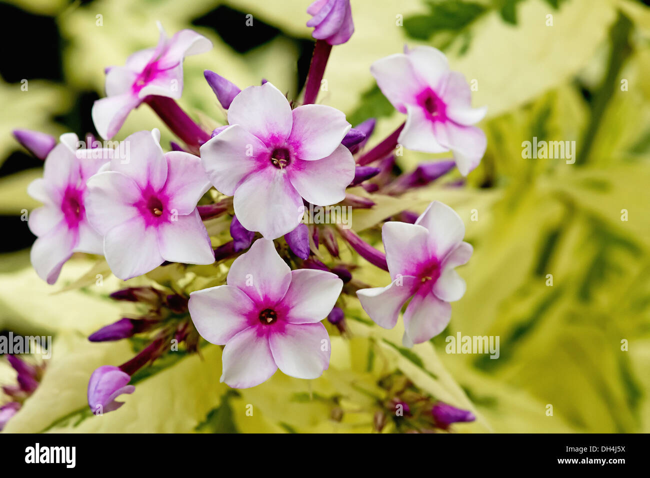 Phlox. Cluster of pale pink flowers with darker pink at centre and buds and cream and green variegated foliage. Stock Photo