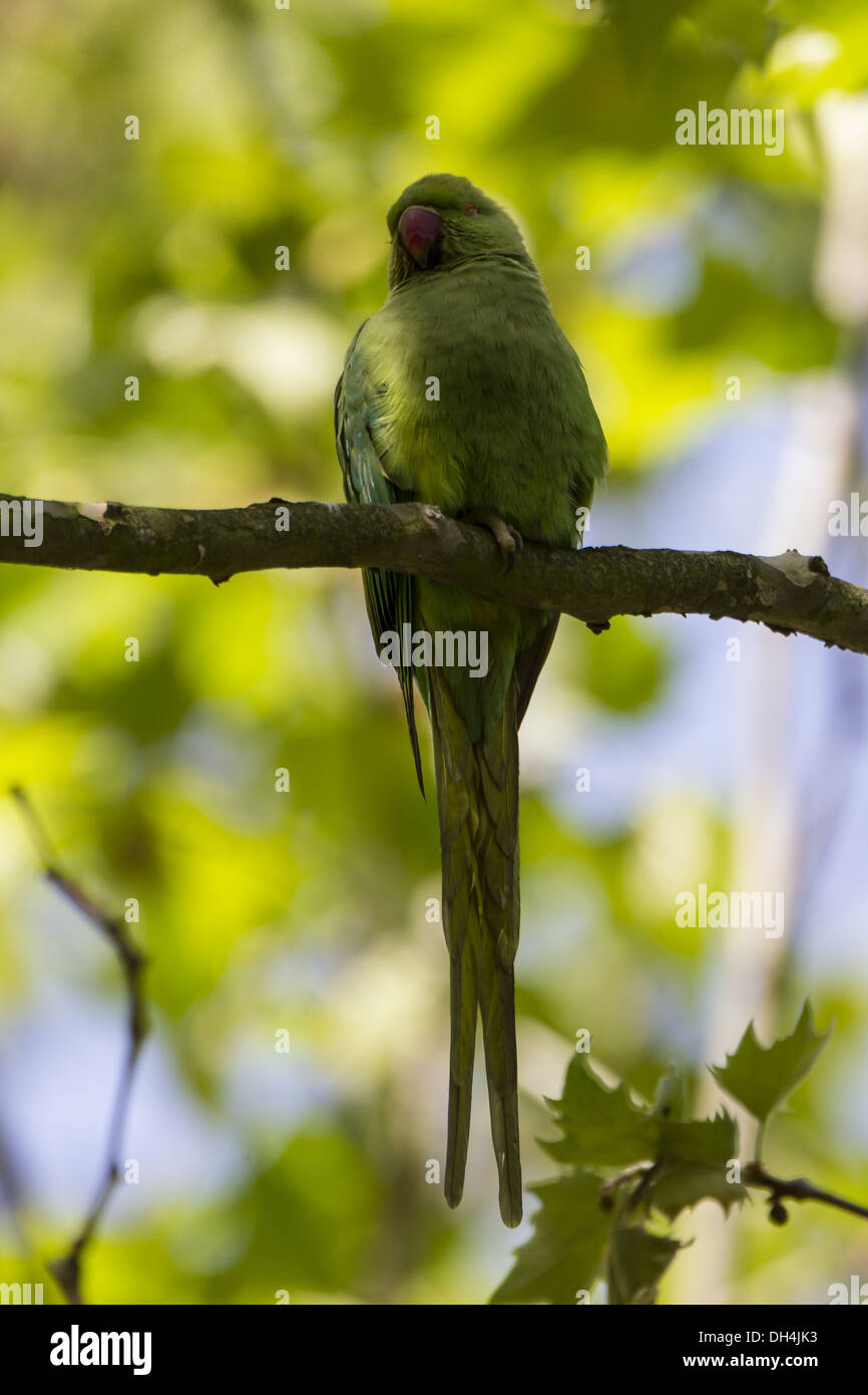 Rose-ringed Parakeet (Psittacula krameri) Stock Photo