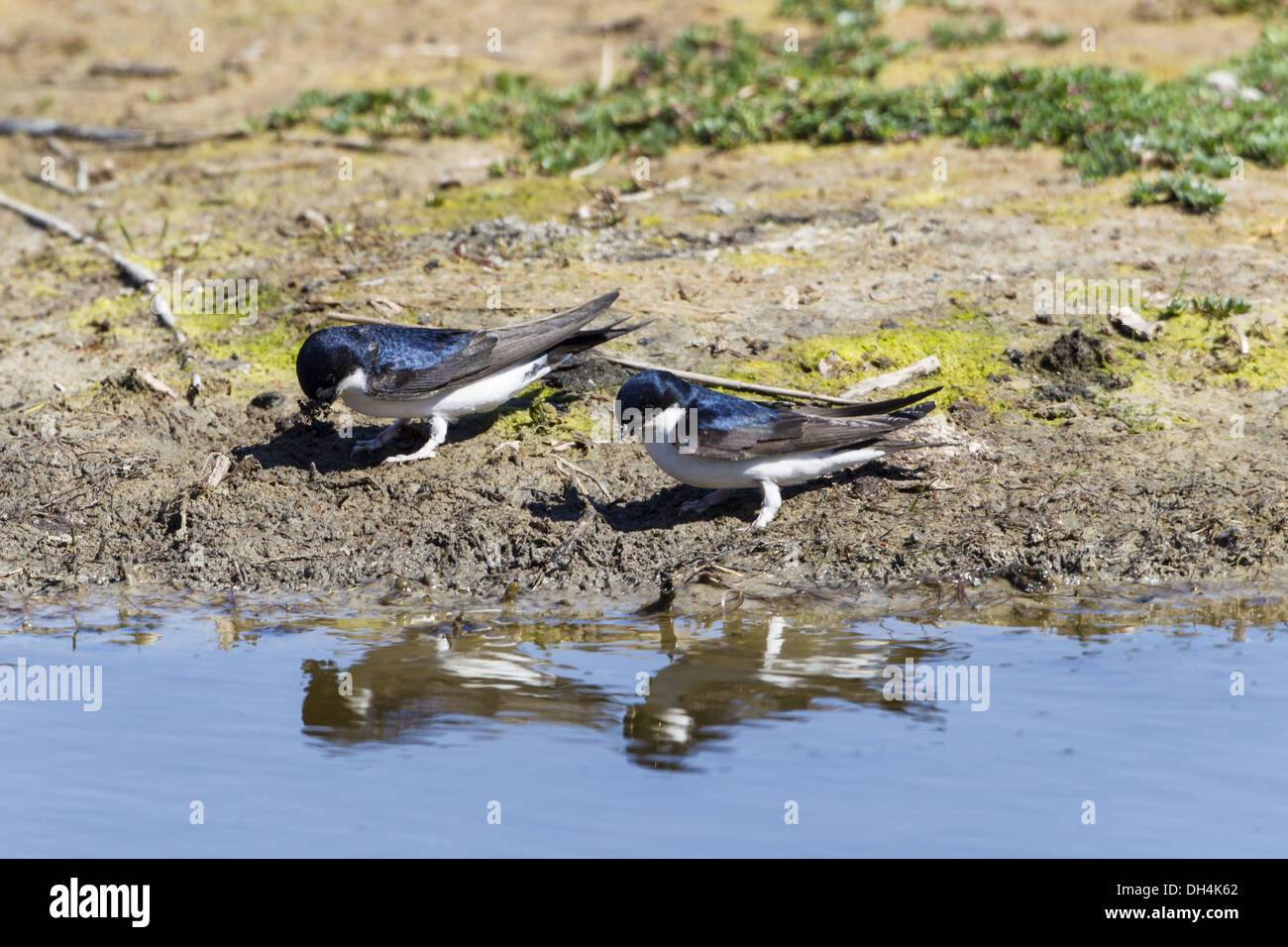 House Martin (House martin Stock Photo - Alamy