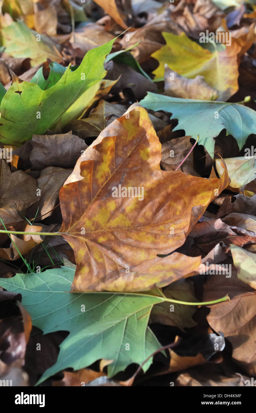 leaf litter with dry and green leaves Stock Photo Alamy