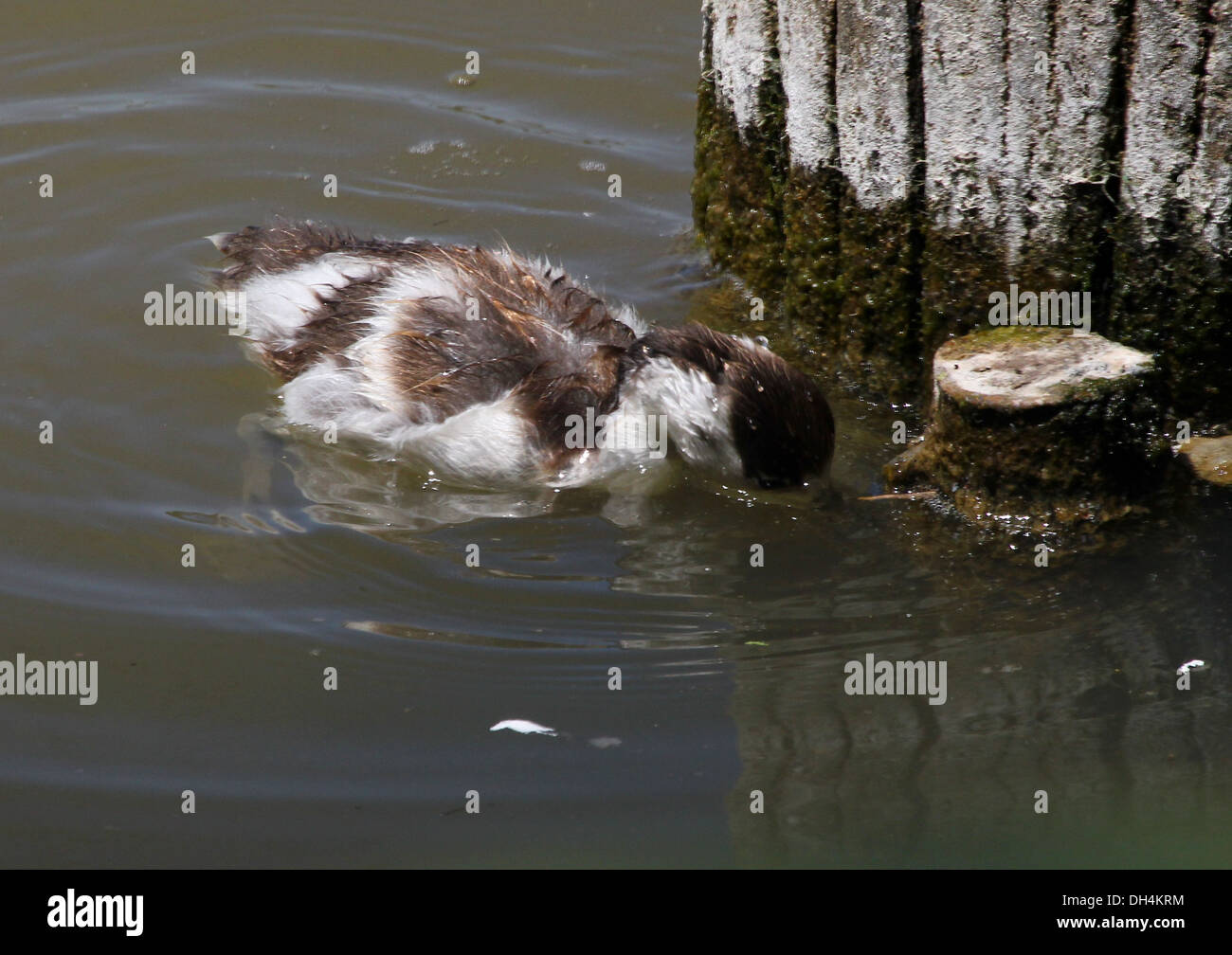 Juvenile common Shelduck (Tadorna Tadorna) swimming & foraging, head underwater Stock Photo