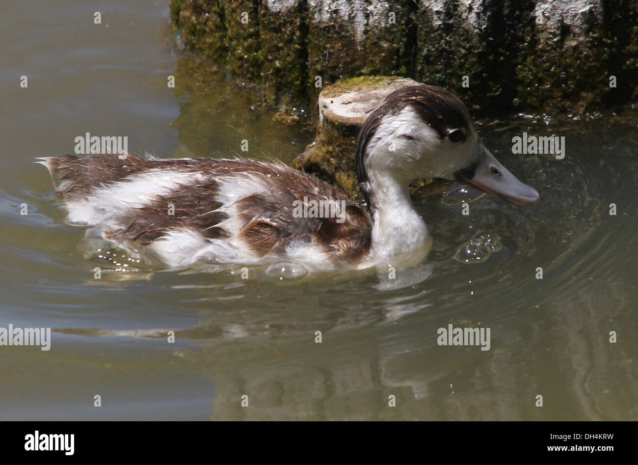 Juvenile common Shelduck (Tadorna Tadorna) swimming & foraging Stock Photo