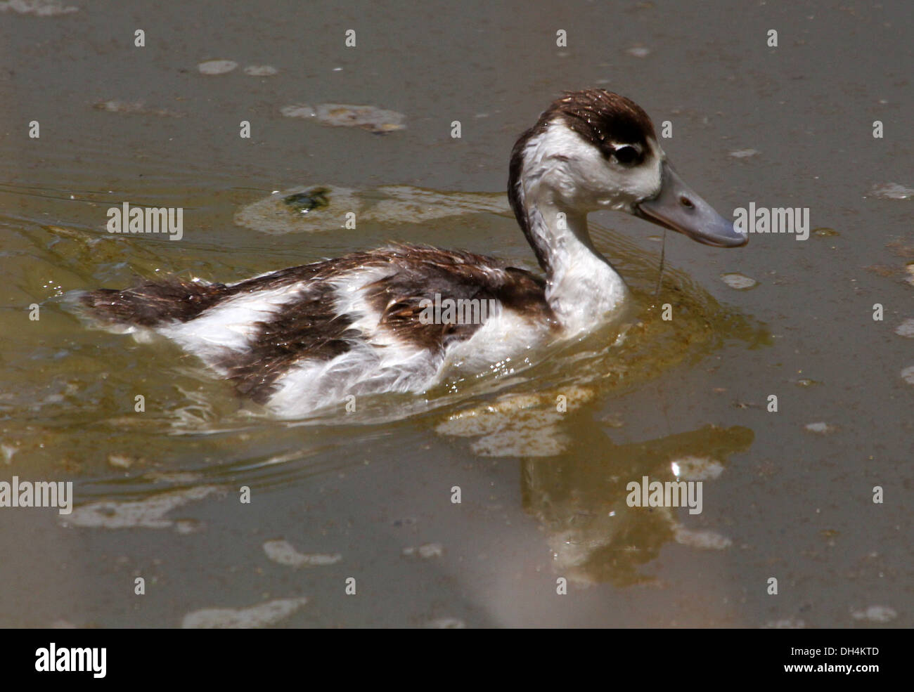 Juvenile common Shelduck (Tadorna Tadorna) swimming & foraging Stock Photo