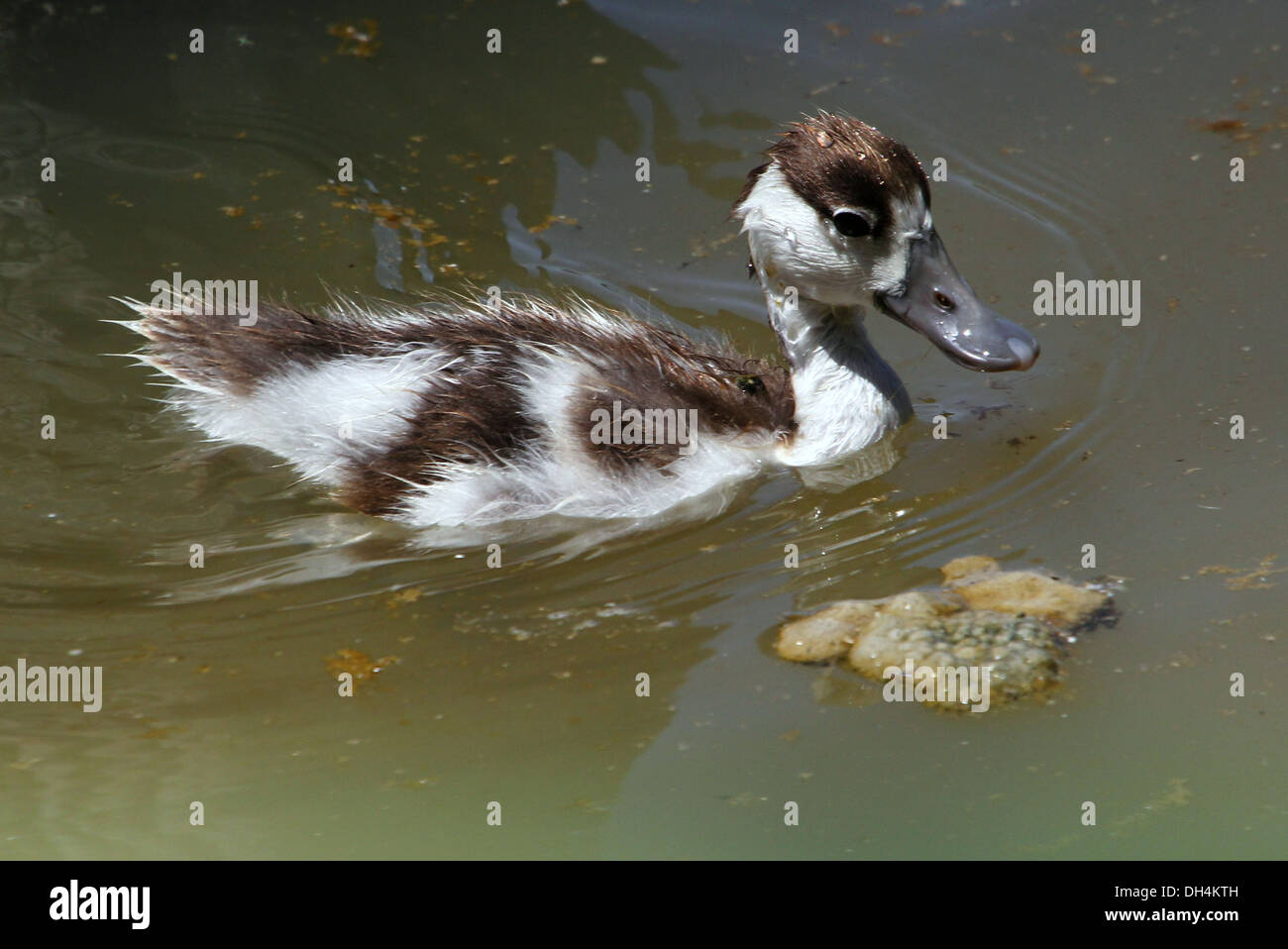 Juvenile common Shelduck (Tadorna Tadorna) swimming & foraging Stock Photo