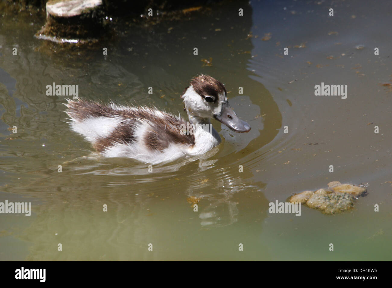 Juvenile common Shelduck (Tadorna Tadorna) swimming & foraging Stock Photo