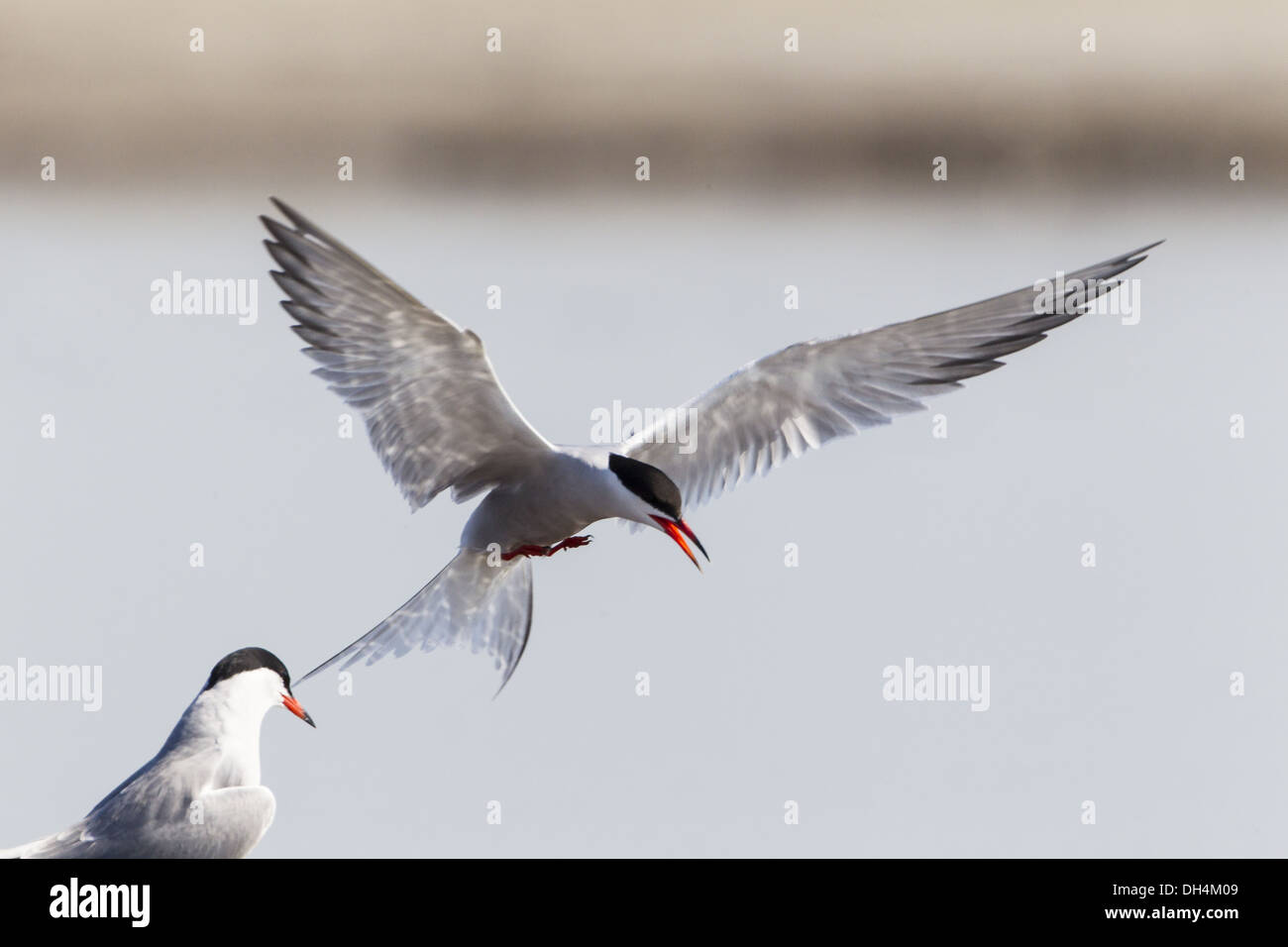Common Tern (Sterna hirundo) Stock Photo