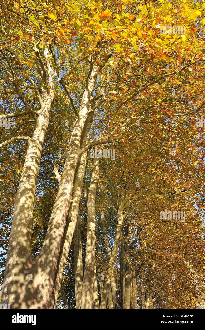 large and beautiful sycamore with their golden autumn leaves Stock Photo