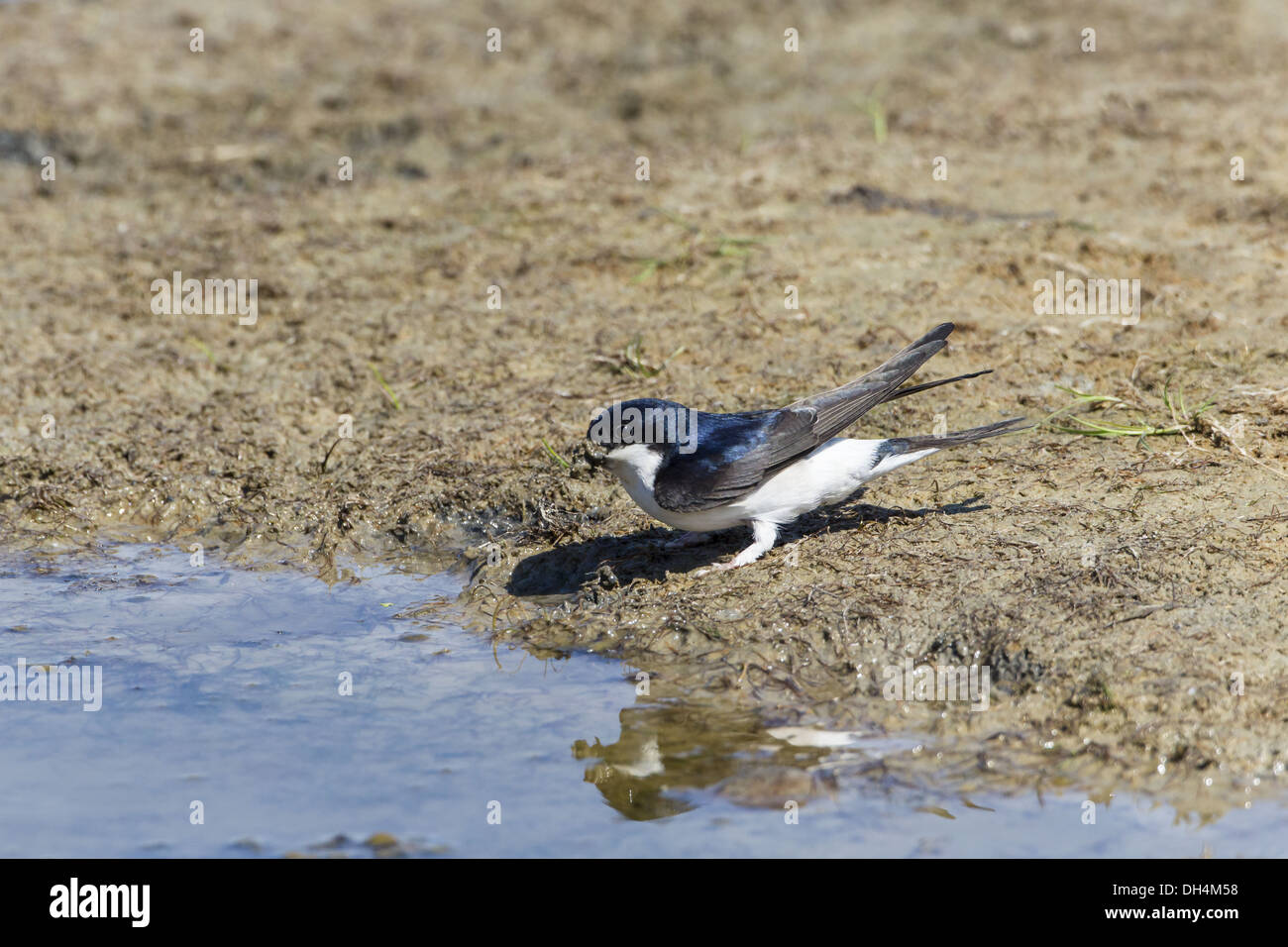 House Martin (House martin Stock Photo - Alamy