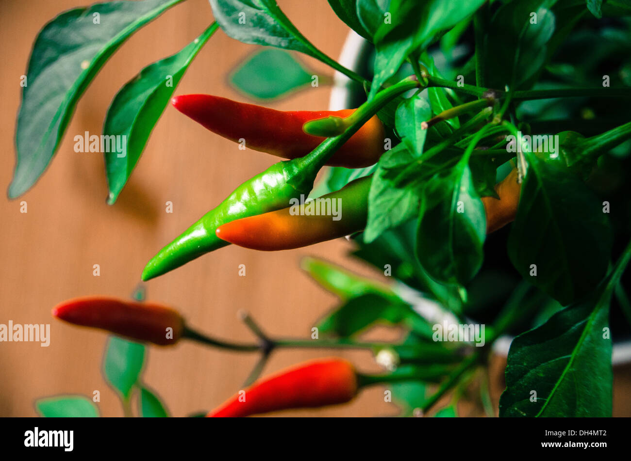 Chilli plant, with red and green chillis growing Stock Photo