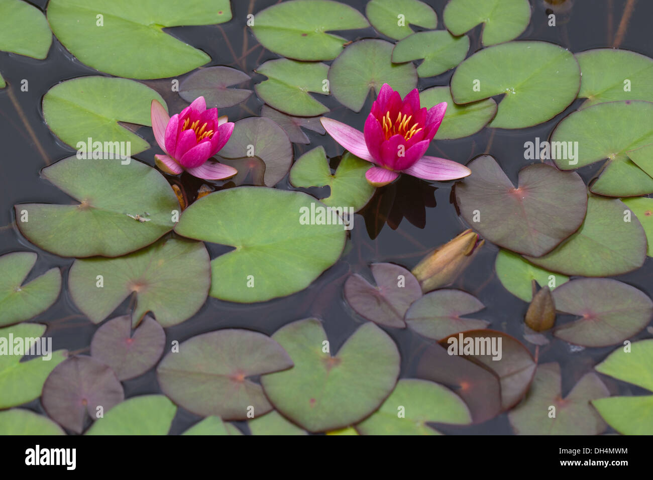Ornamental Water Lily (Nymphaea sp. ) Red flowering. Stock Photo