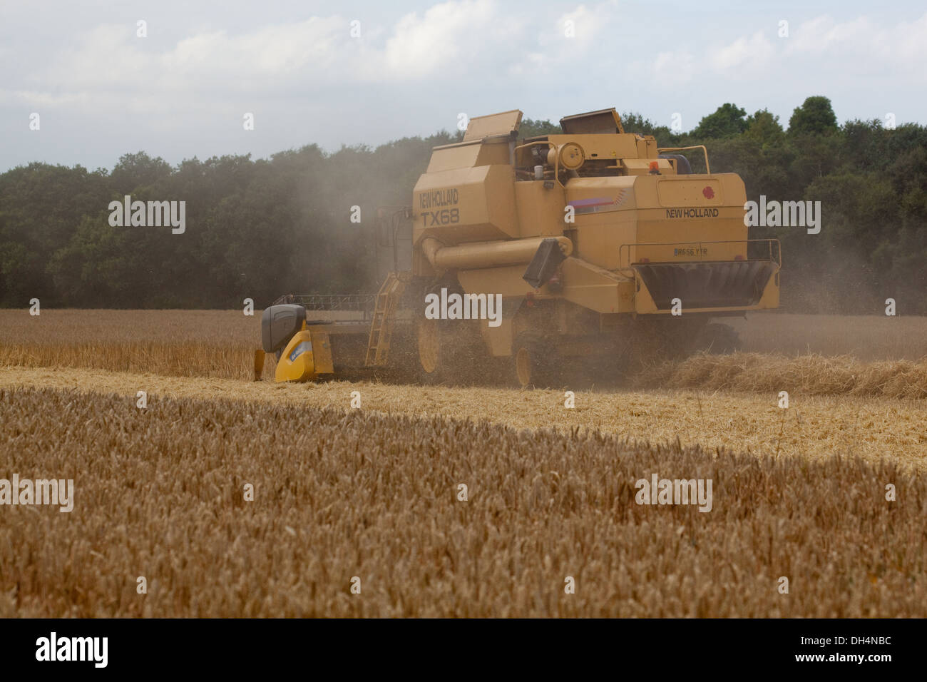 Combine Harvester cutting crop of wheat, threshing out the grain seed, and eschewing the straw out behind. At intervals, second Stock Photo