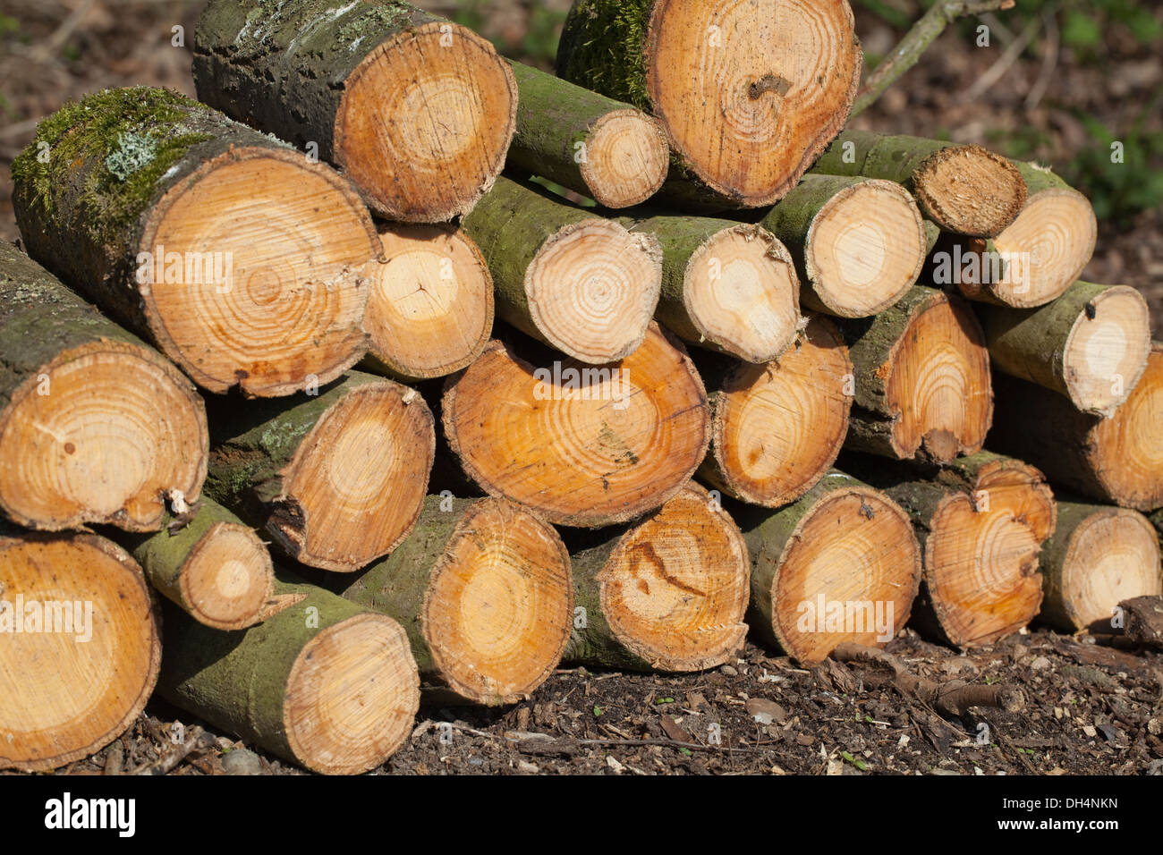 Common Ash (Fraxinus excelsior). Freshly cut, chain sawn logs. Stock Photo