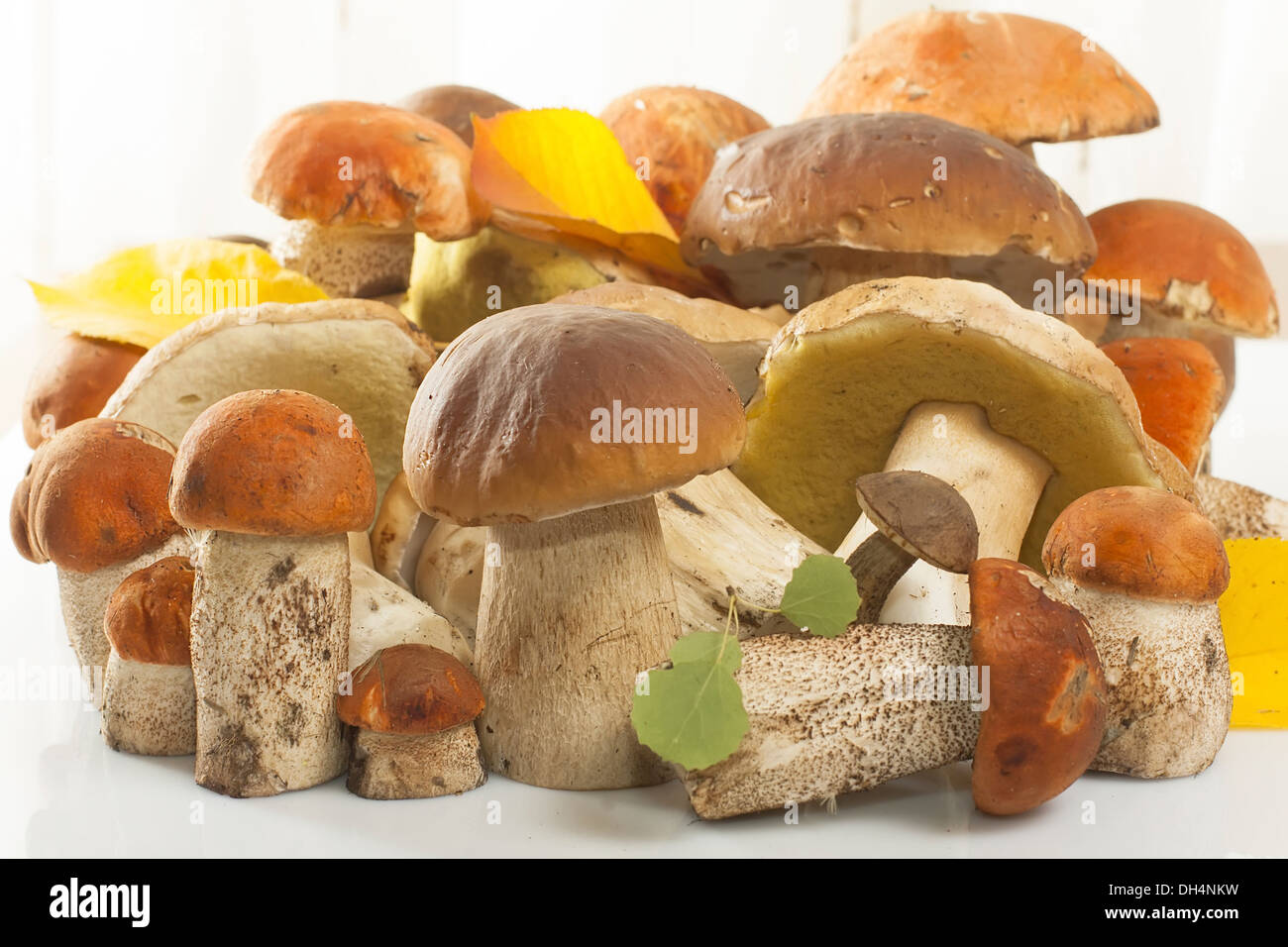 assorted fresh of mushrooms of the highest quality Stock Photo Alamy