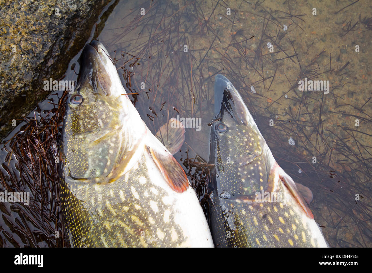 Pike fish record hi-res stock photography and images - Alamy