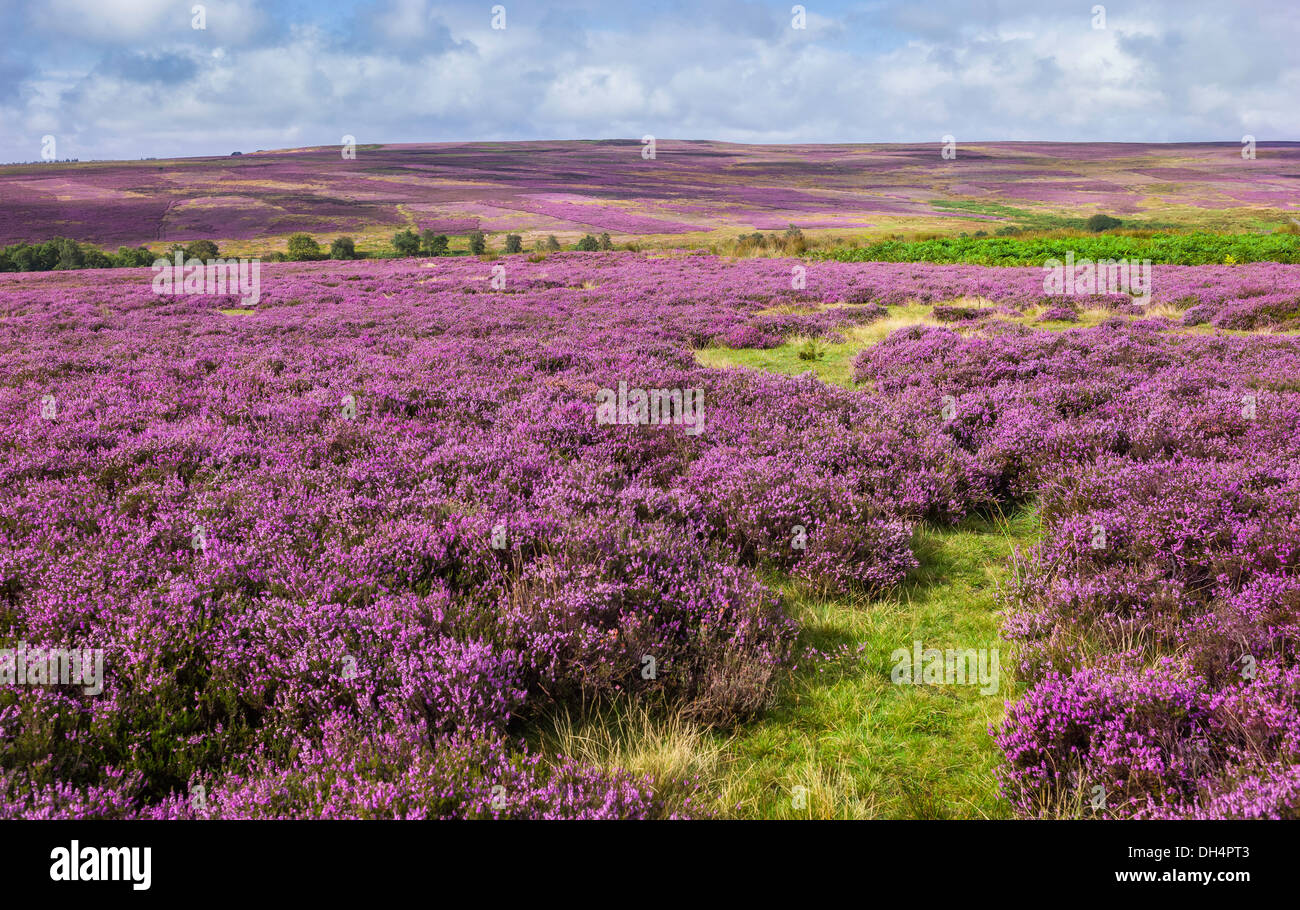 Heather in bloom over the rugged North York Moors National Park near Goathland, Yorkshire, UK. Stock Photo