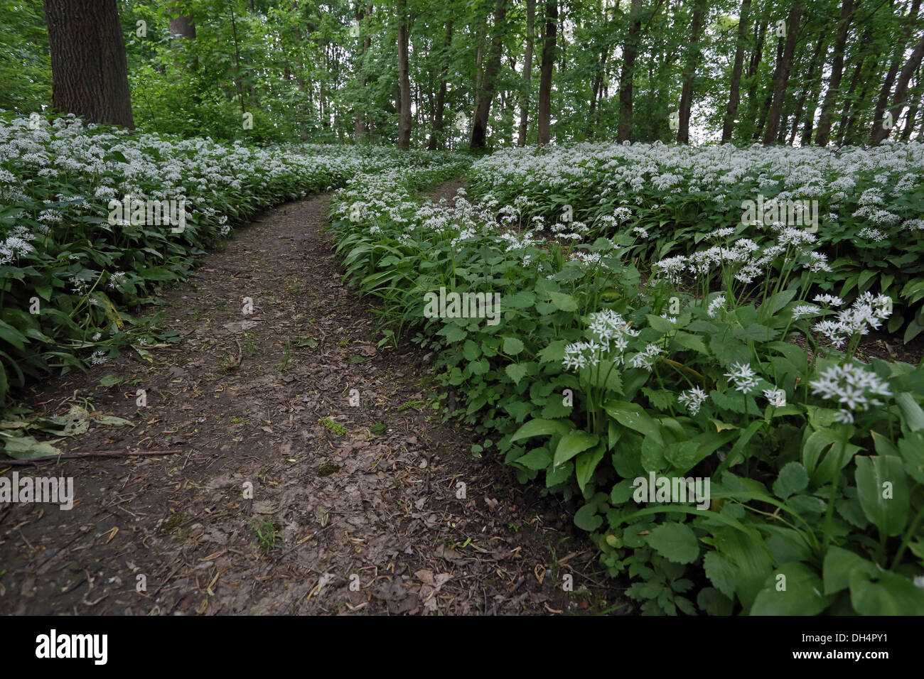 Forest road, Wild Garlic, Allium ursinum Stock Photo