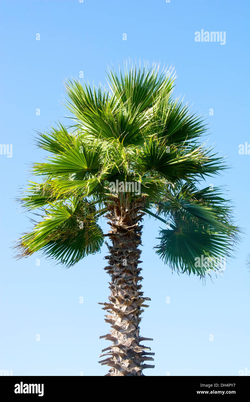 Palm tree in Mohammedia Morocco Stock Photo