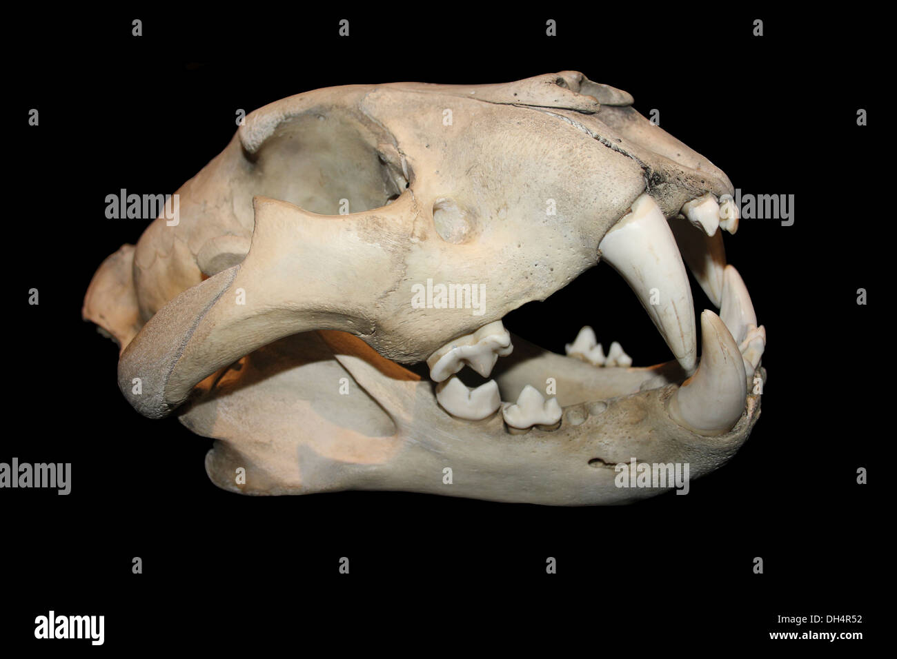 Jaguar Skull Stock Photo