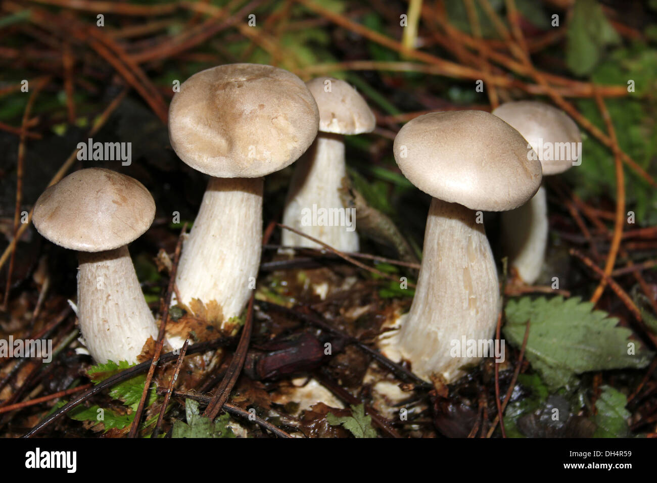 Clouded Funnel Cap a.k.a. Clouded Agaric Clitocybe nebularis Stock Photo