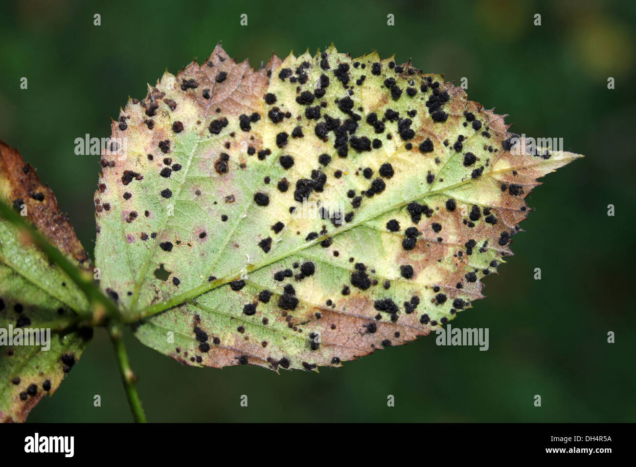 Violet Bramble Rust Phragmidium violaceum Stock Photo