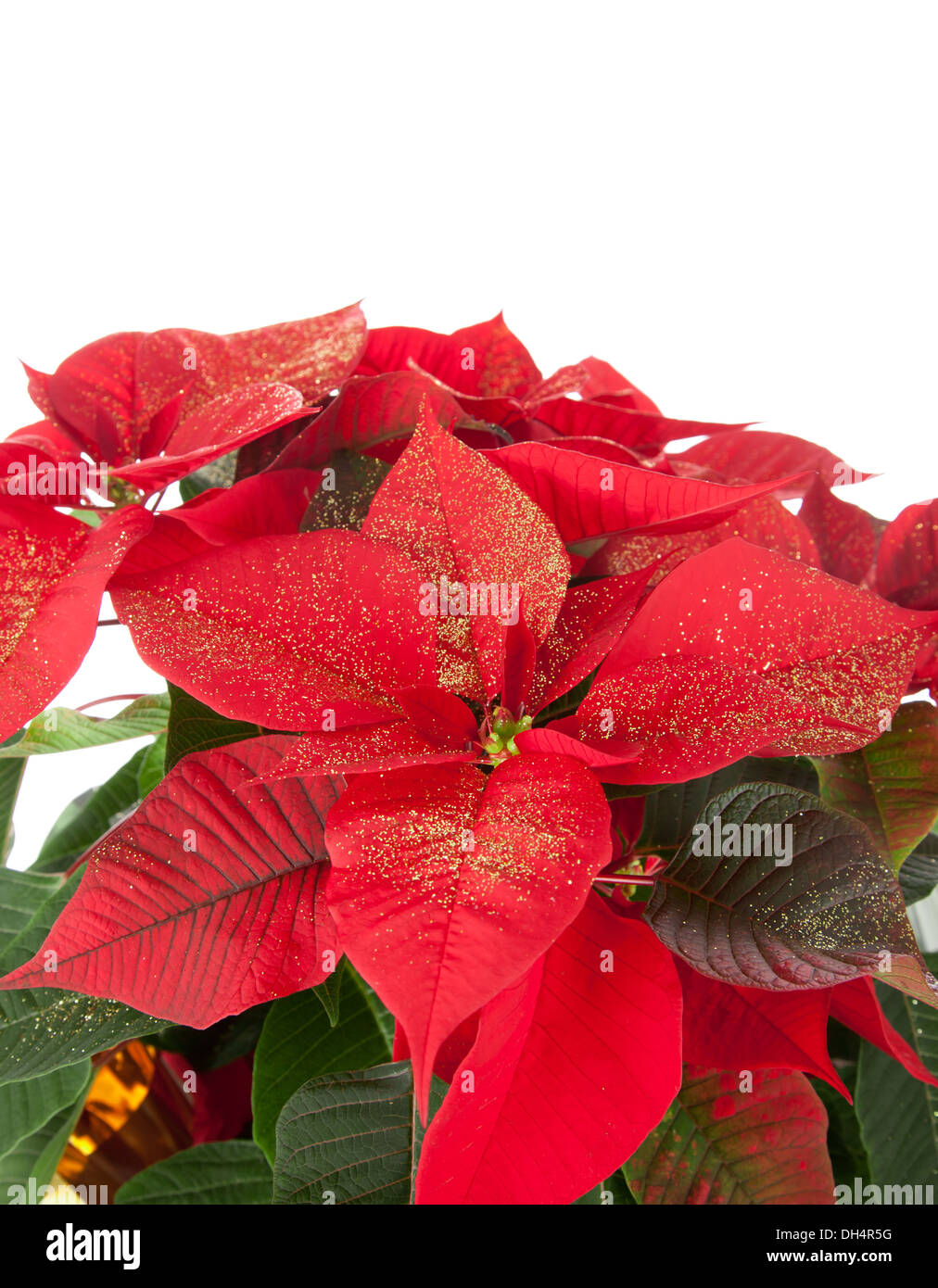 Christmas poinsettia isolated on white background with studio lighting