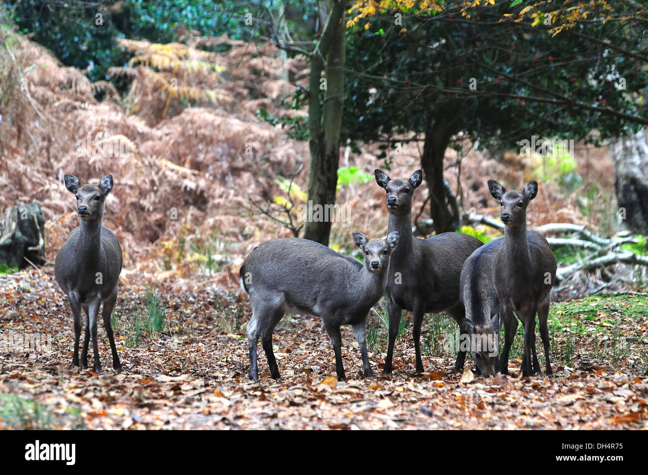 A group of sika deer Stock Photo