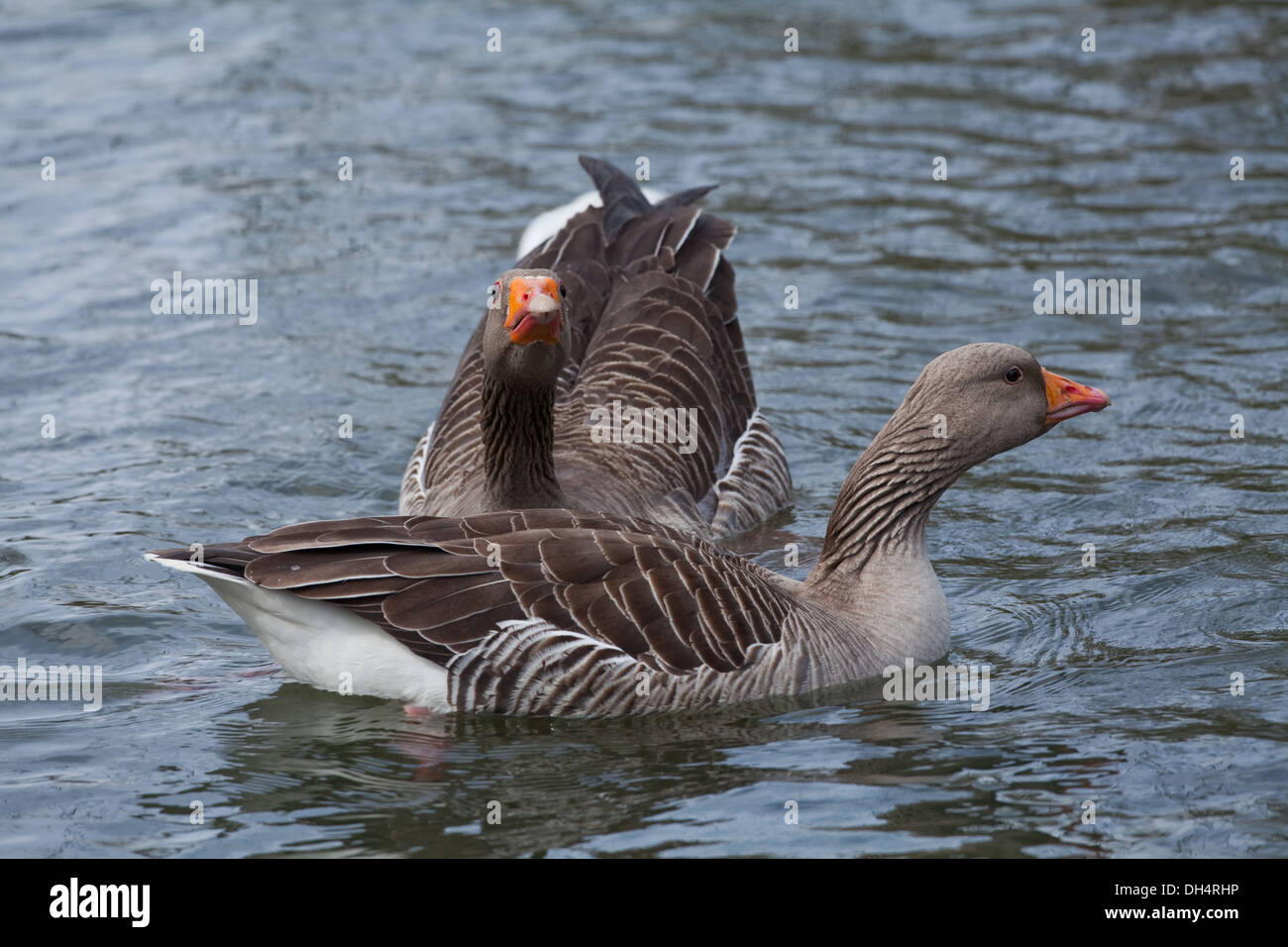 Male goose is the most vocal hi-res stock photography and images - Alamy