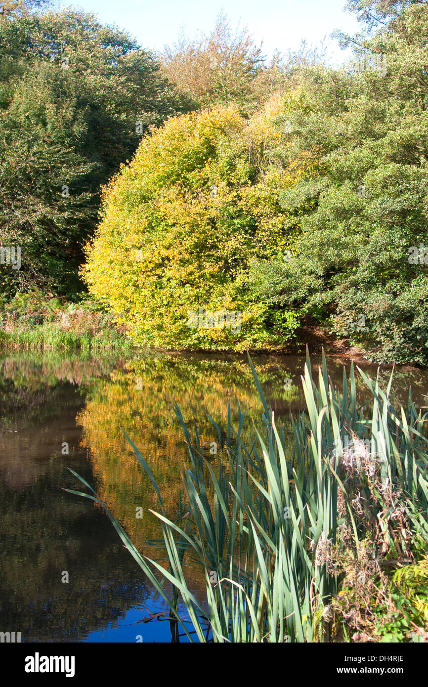 Lake at Calke Abbey Derbyshire UK Stock Photo Alamy