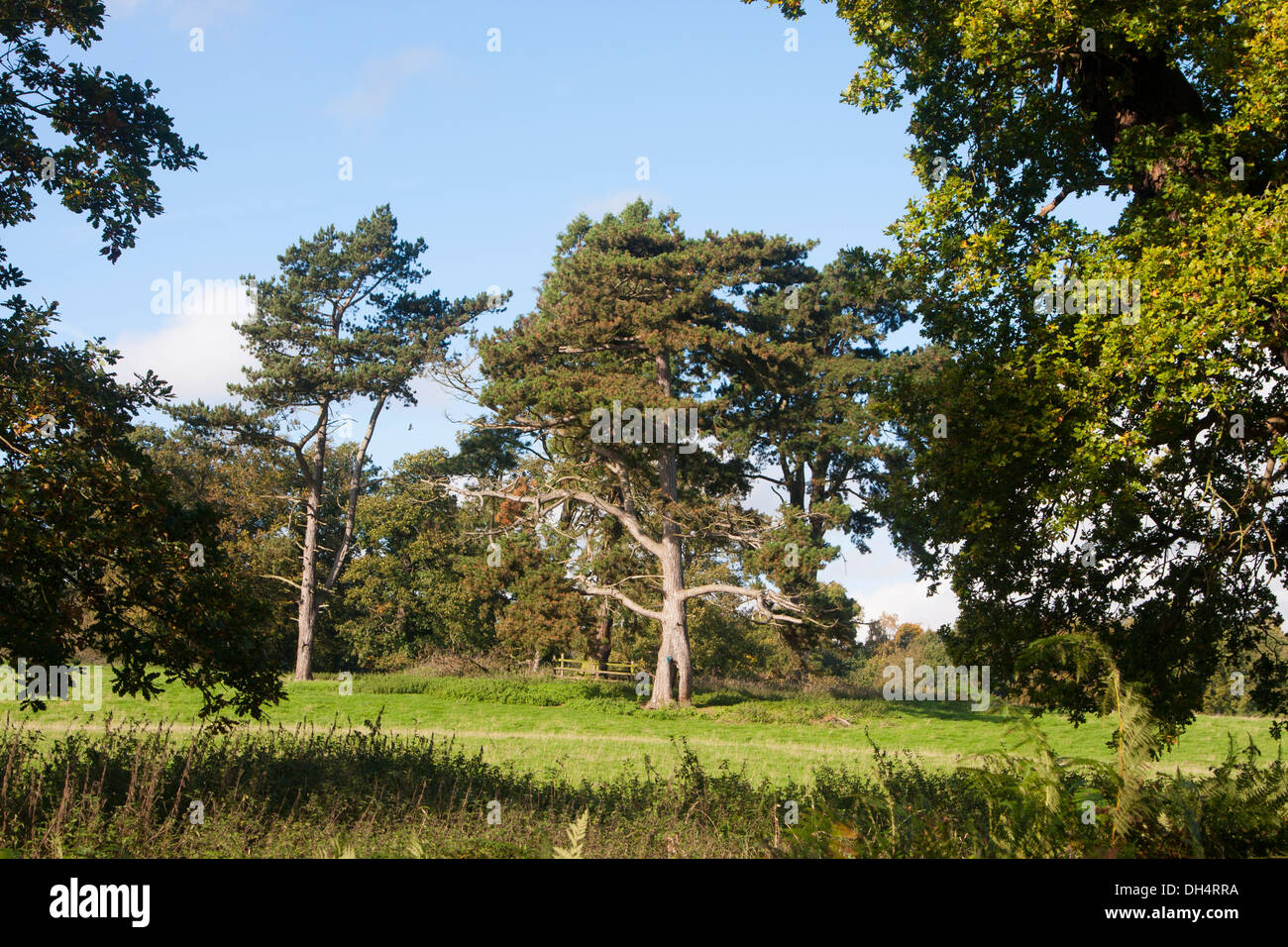 Mixed trees at Calke Abbey Derbyshire UK Stock Photo