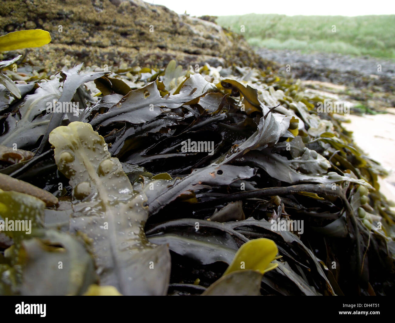 sheets of seaweed smothered over the Northumberland coastline Stock