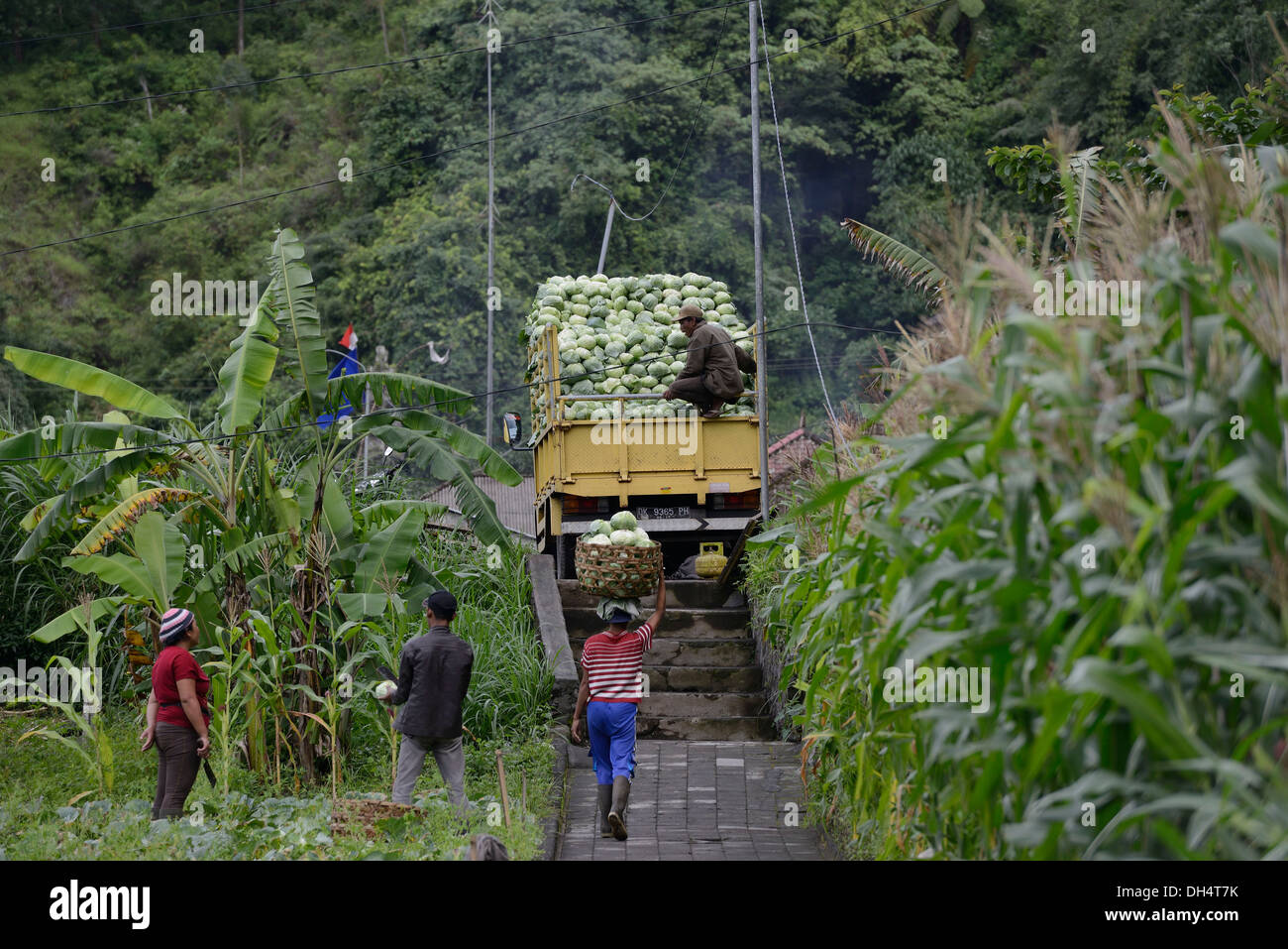 Indonesia, Bali, Batur lake, cabbage harvest, woman carrying cabbages on her head to the truck Stock Photo