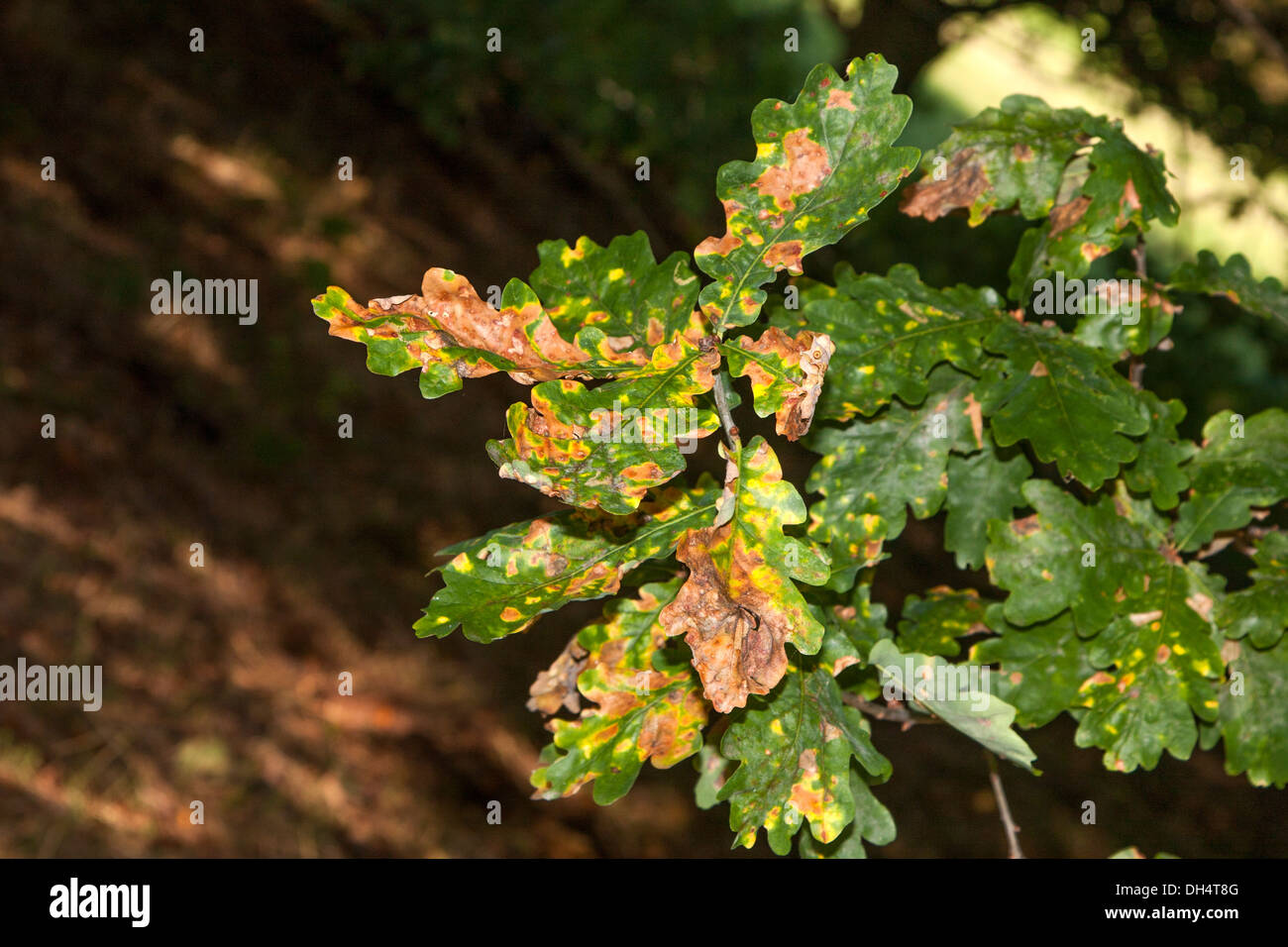 Oak tree leaves with signs of Oak leaf miner Cameraria spp Stock Photo