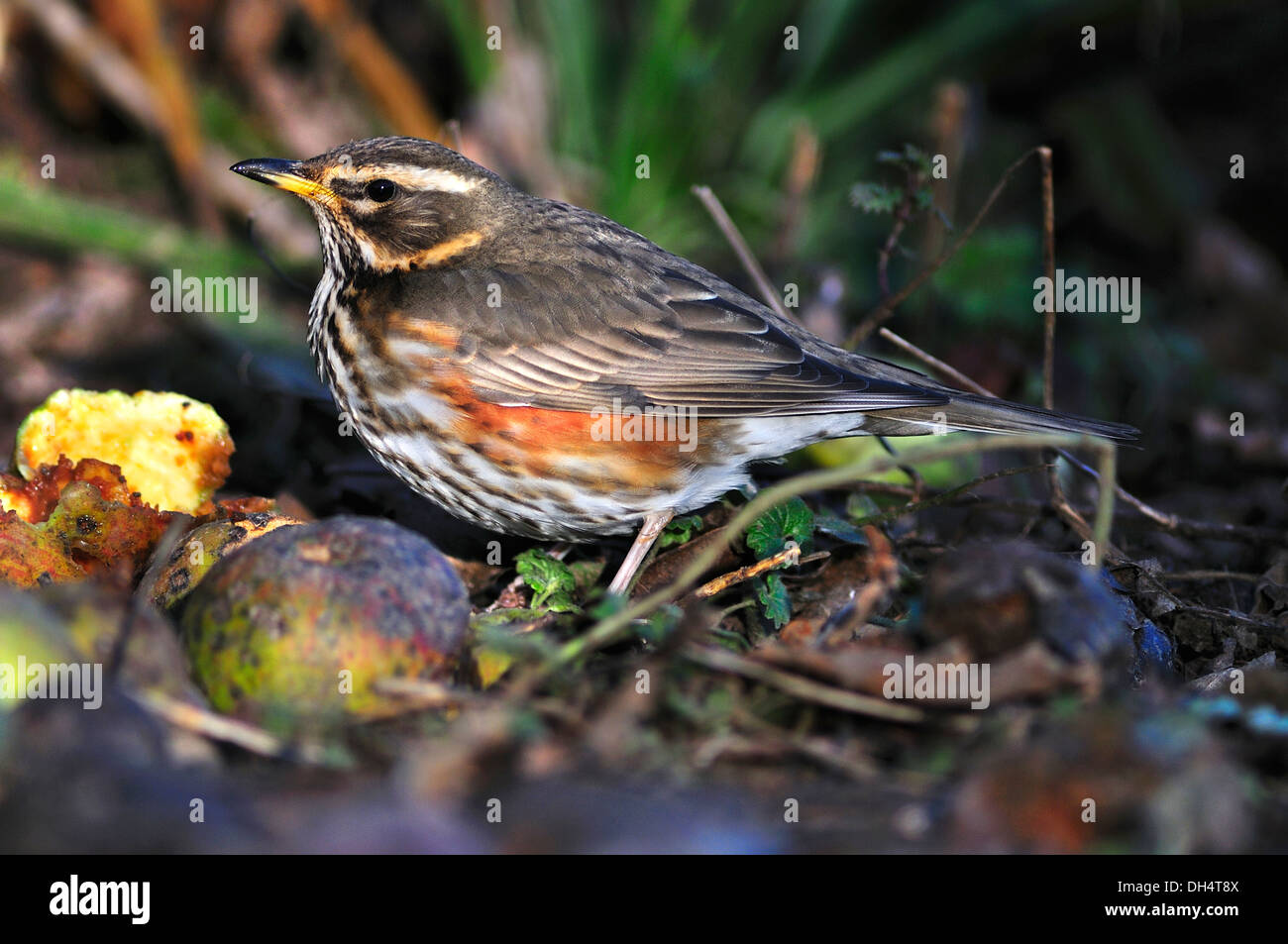 A redwing on windfall apples UK Stock Photo