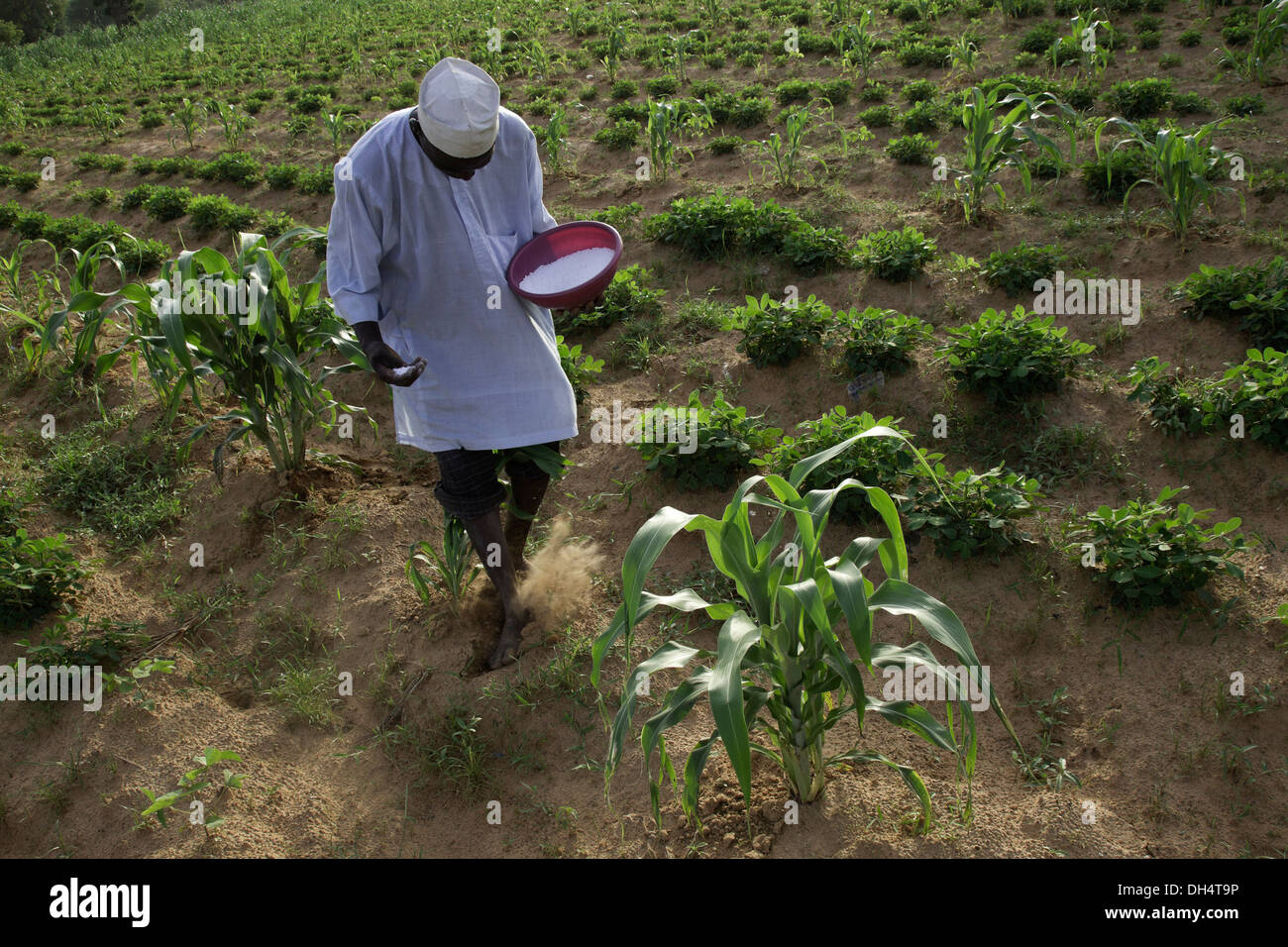 Small farmer applying urea to crop of peanuts and sorghum, Kano, Nigeria. Stock Photo